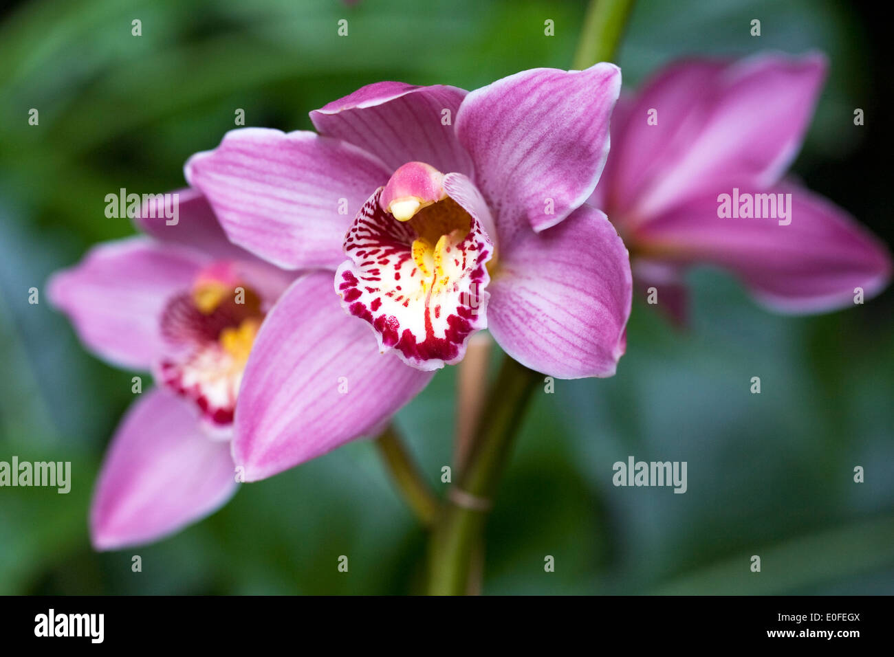 Cymbidium Rosanette Gx. Nahaufnahme einer Orchidee Blume. Stockfoto