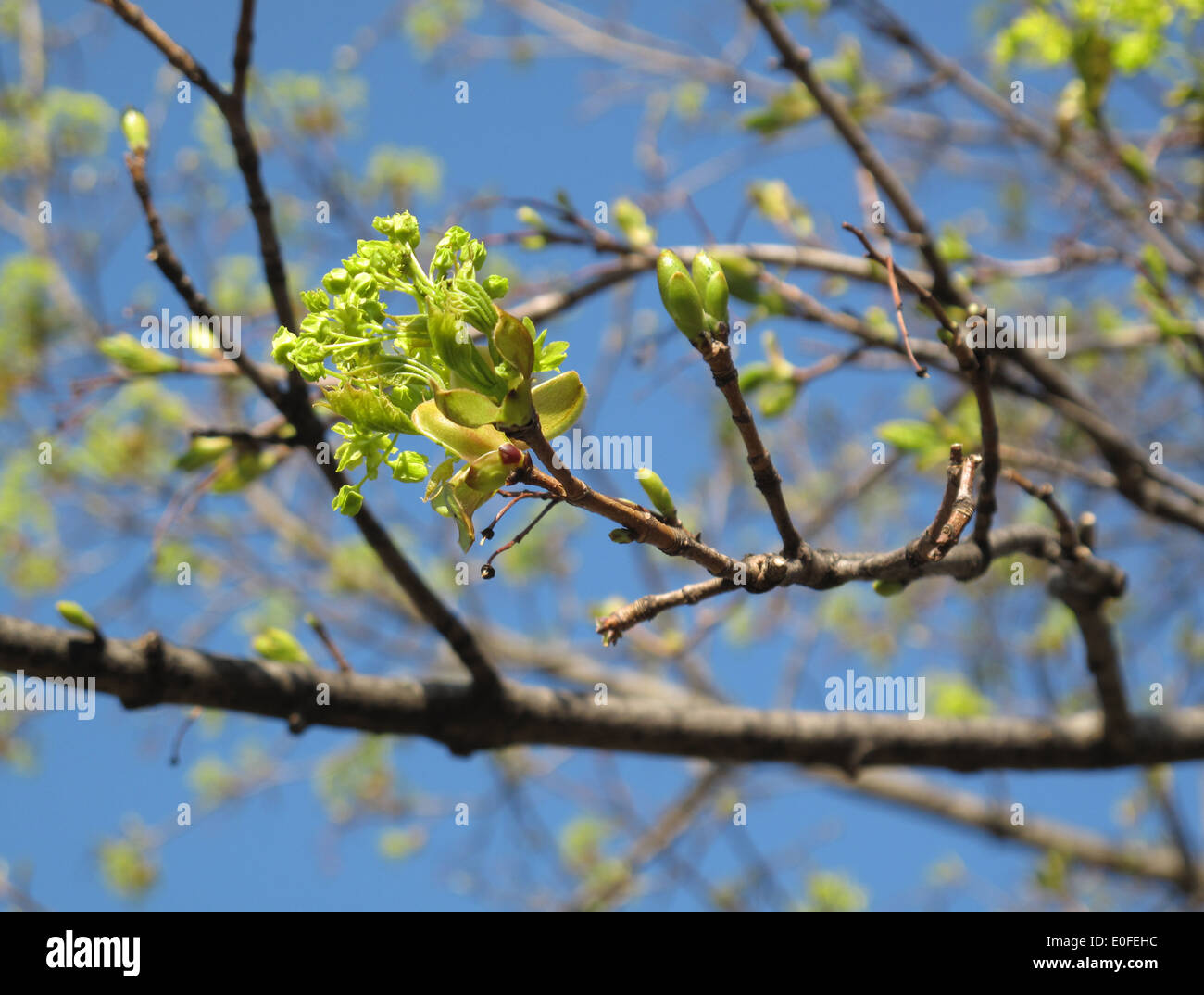 Frühling in Toronto, Ontario. Stockfoto