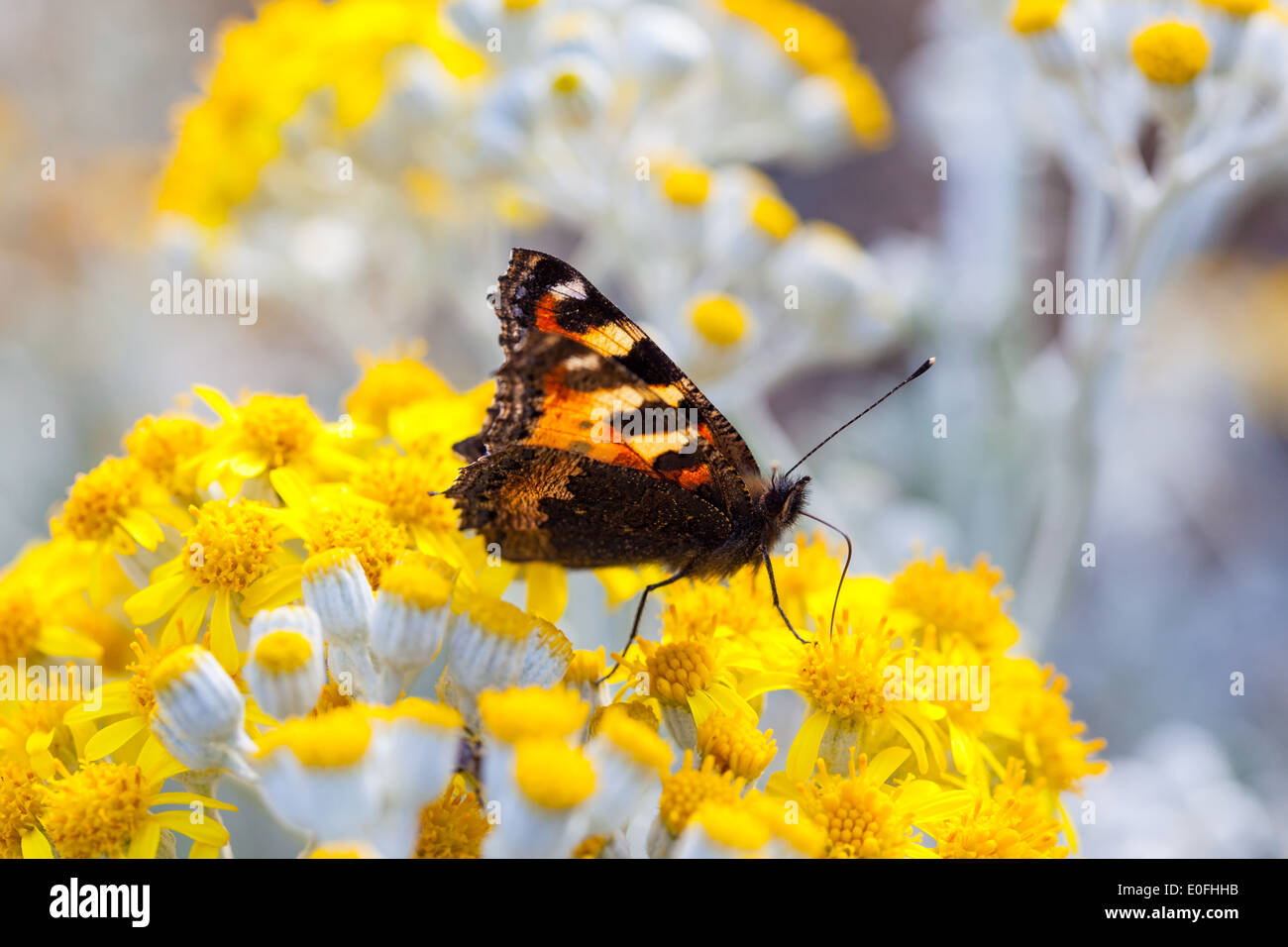 Kleiner Schildpatt Schmetterling mit seinen Flügel halb offen sitzen auf einer Dusty Miller-Pflanze Stockfoto