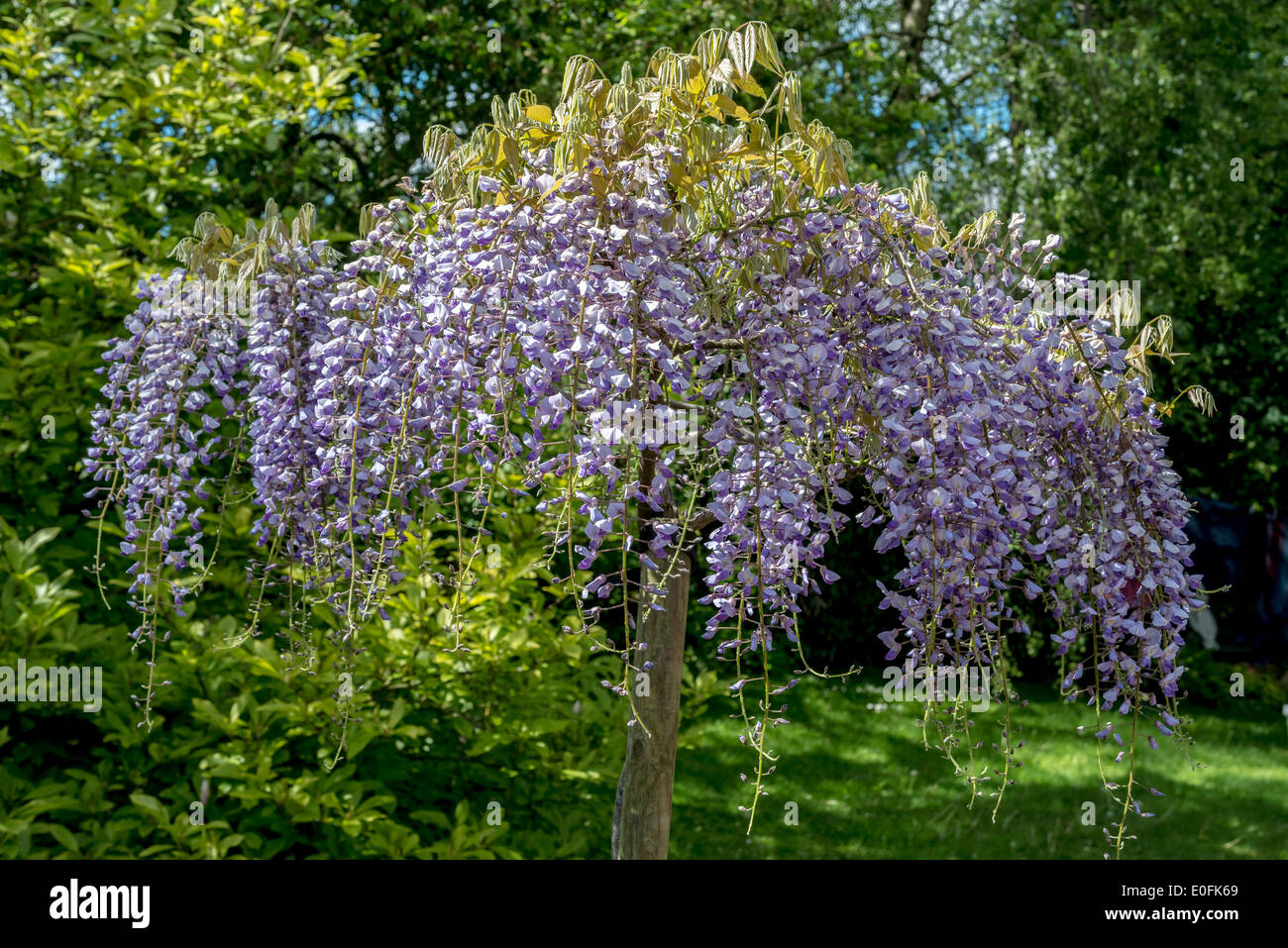 Blauregen baum -Fotos und -Bildmaterial in hoher Auflsung  Alamy