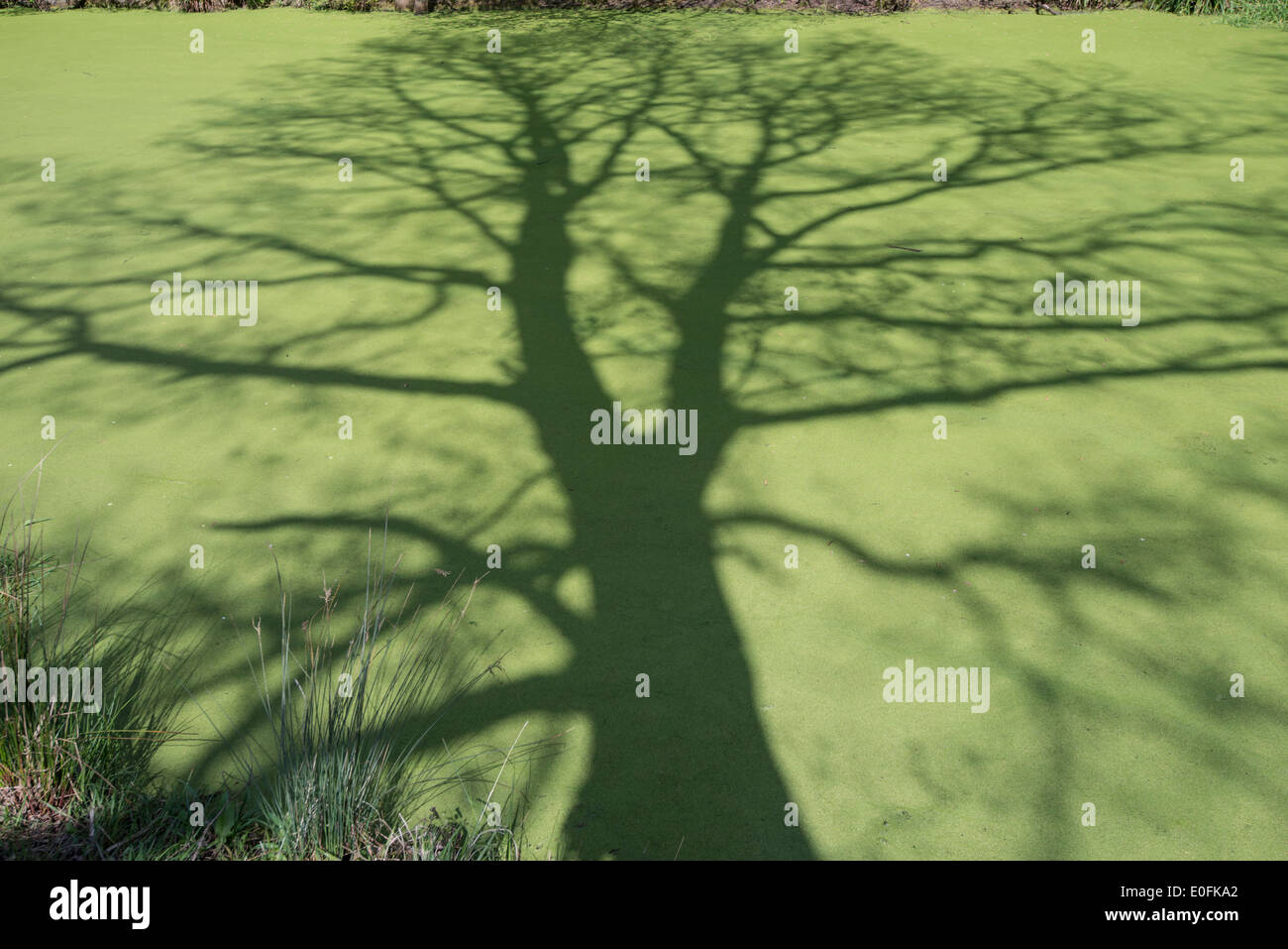 Schatten der Eiche auf Wasserlinse, auf der Wasseroberfläche des Teiches. Stockfoto