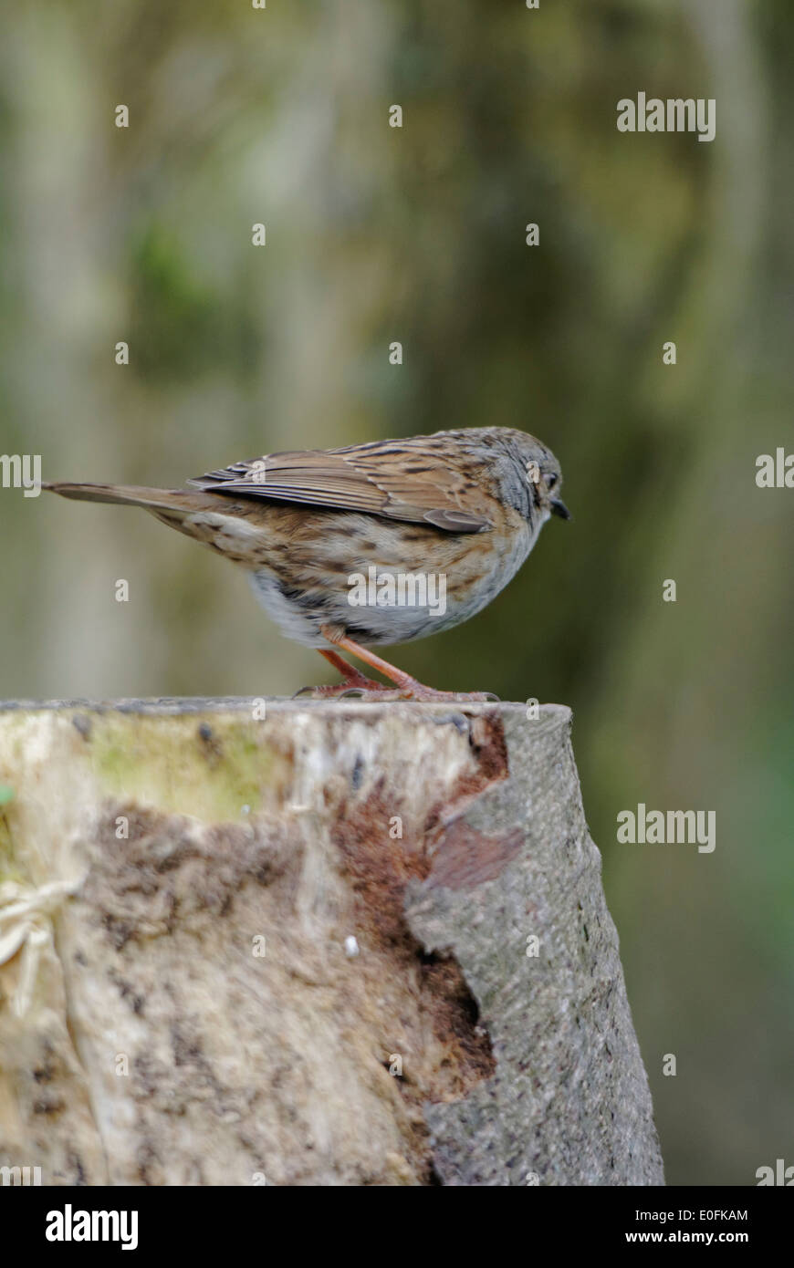 Welsh Garden Birds: Eine Heckenbraunelle sitzt auf einem Baumstumpf Stockfoto