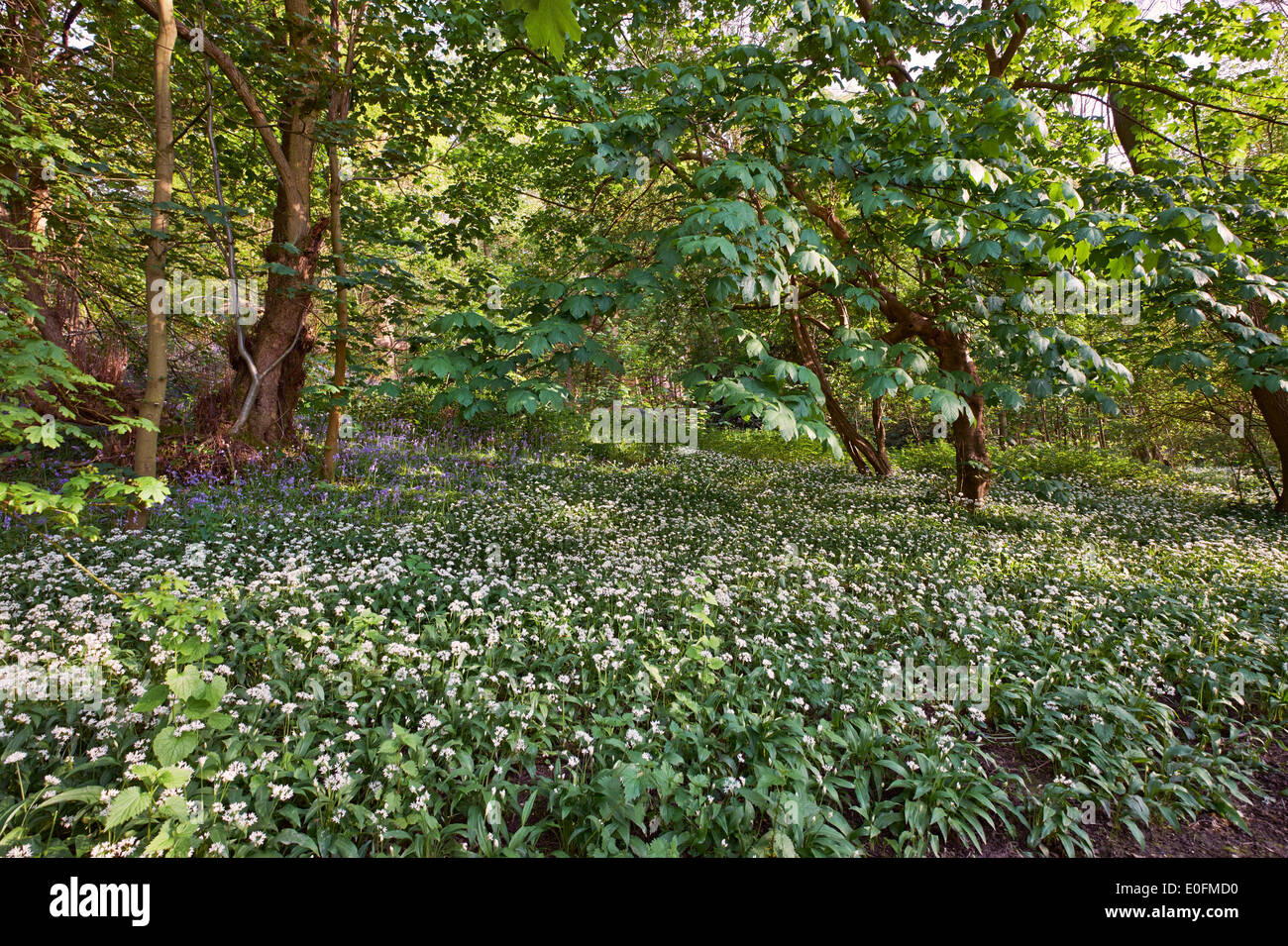 Bärlauch (wilder Knoblauch) und Glockenblumen Blüte im Wald am gemeinsamen West End. Esher, Surrey, England. Stockfoto