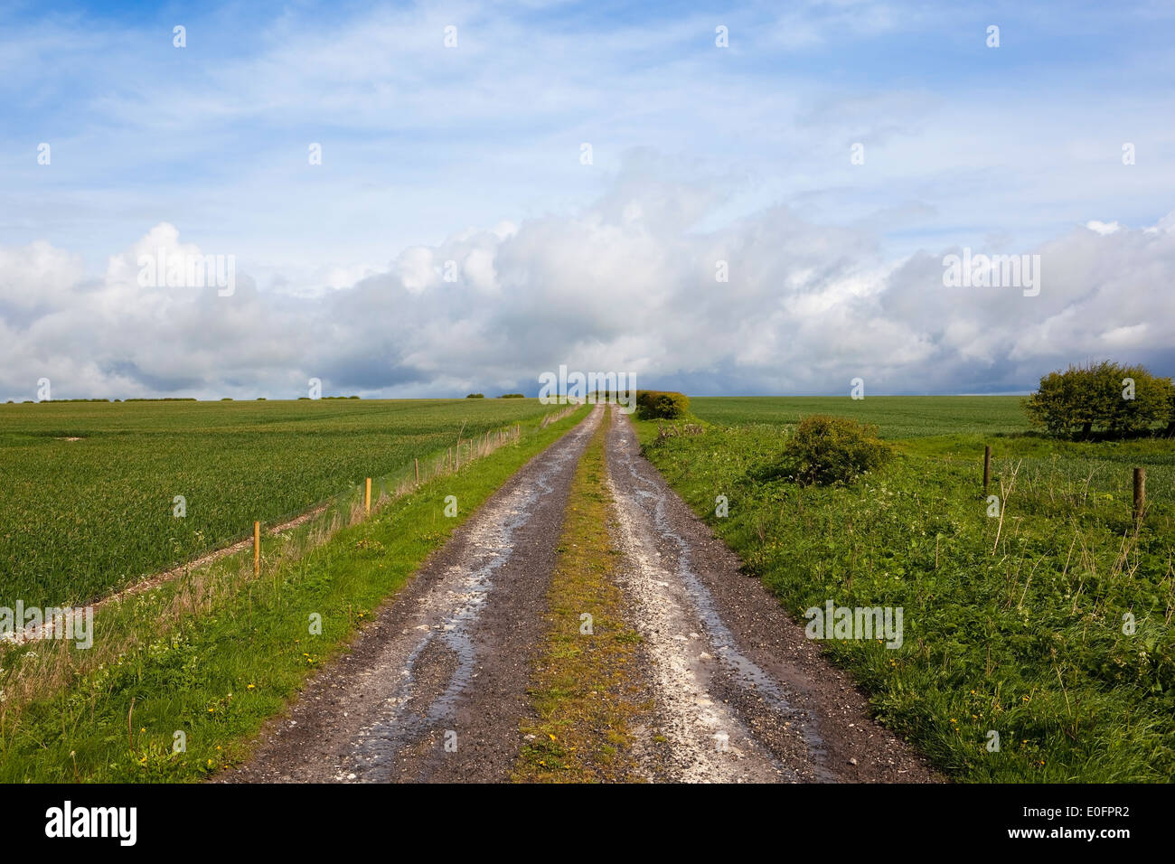 Eine feuchte Landschaft Feldweg durch Weizenfelder auf die Yorkshire Wolds unter einem bewölkten blauen Himmel im Frühling ausgeführt. Stockfoto