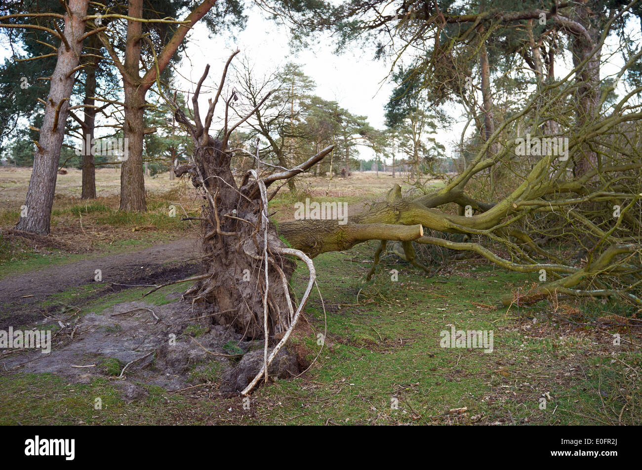 Über Bäume geblasen, nachdem starke Winde Suffolk UK schlagen Stockfoto