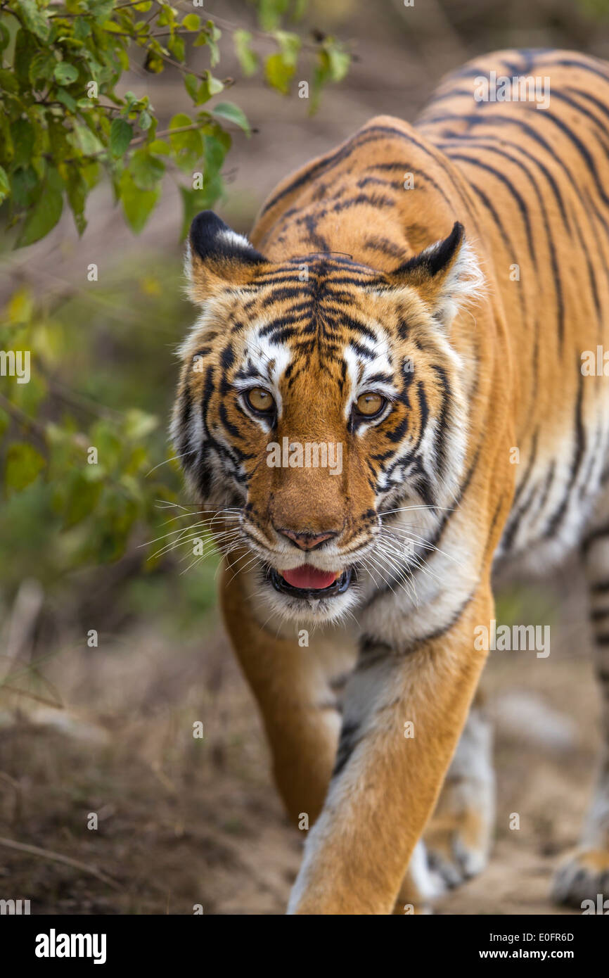 Eine bengalische Tigerin schlich in den Wald von Jim Corbett Nationalpark, Indien. (Panthera Tigris) Stockfoto