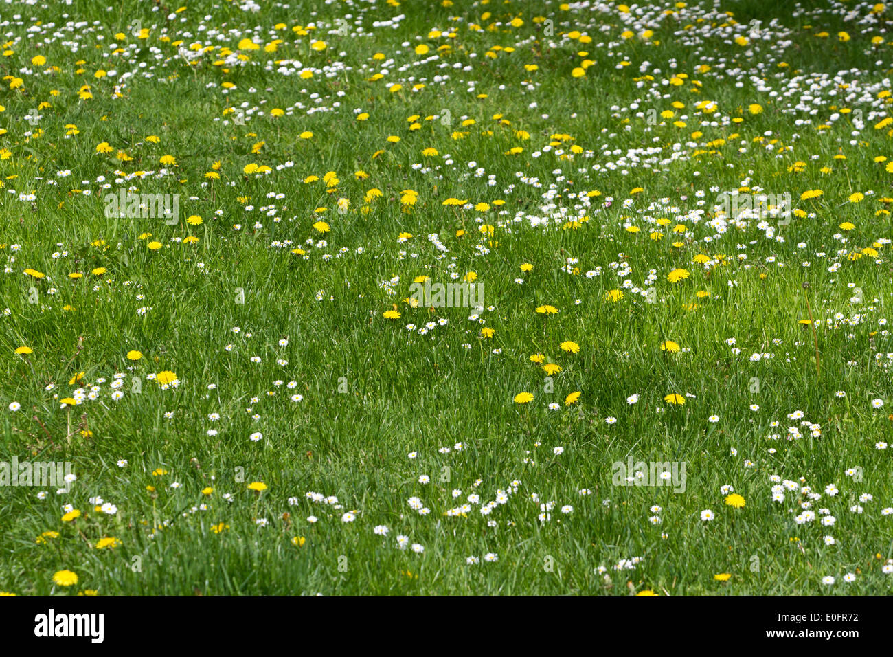 Wiese mit Wildblumen Stockfoto