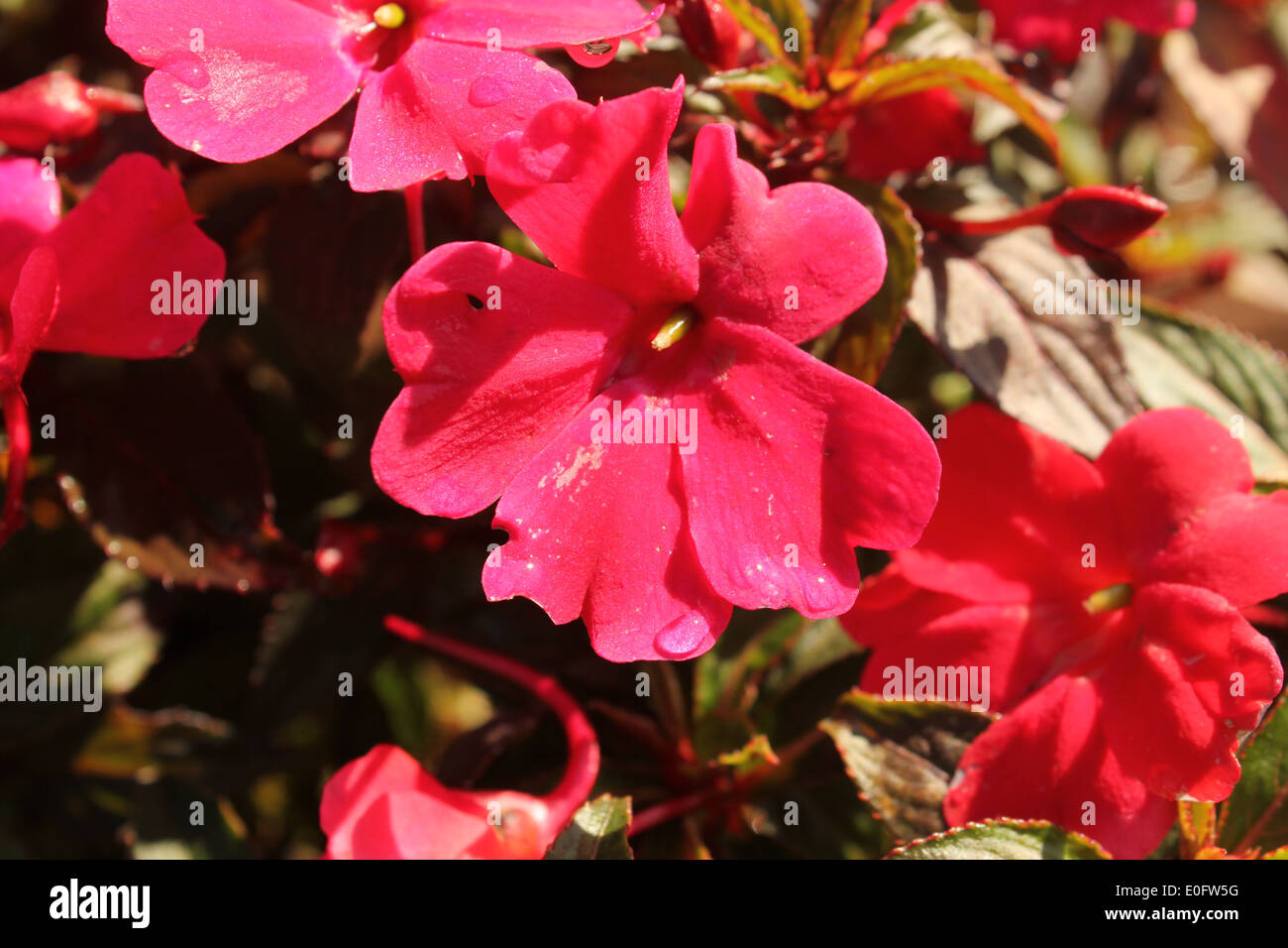 Hellrot blüht die Blumen in voller Blüte, beleuchtet durch Sonnenlicht, zeigt zarte Blütenblätter und üppiges grünes Laub in einer lebendigen Gartenumgebung. Stockfoto