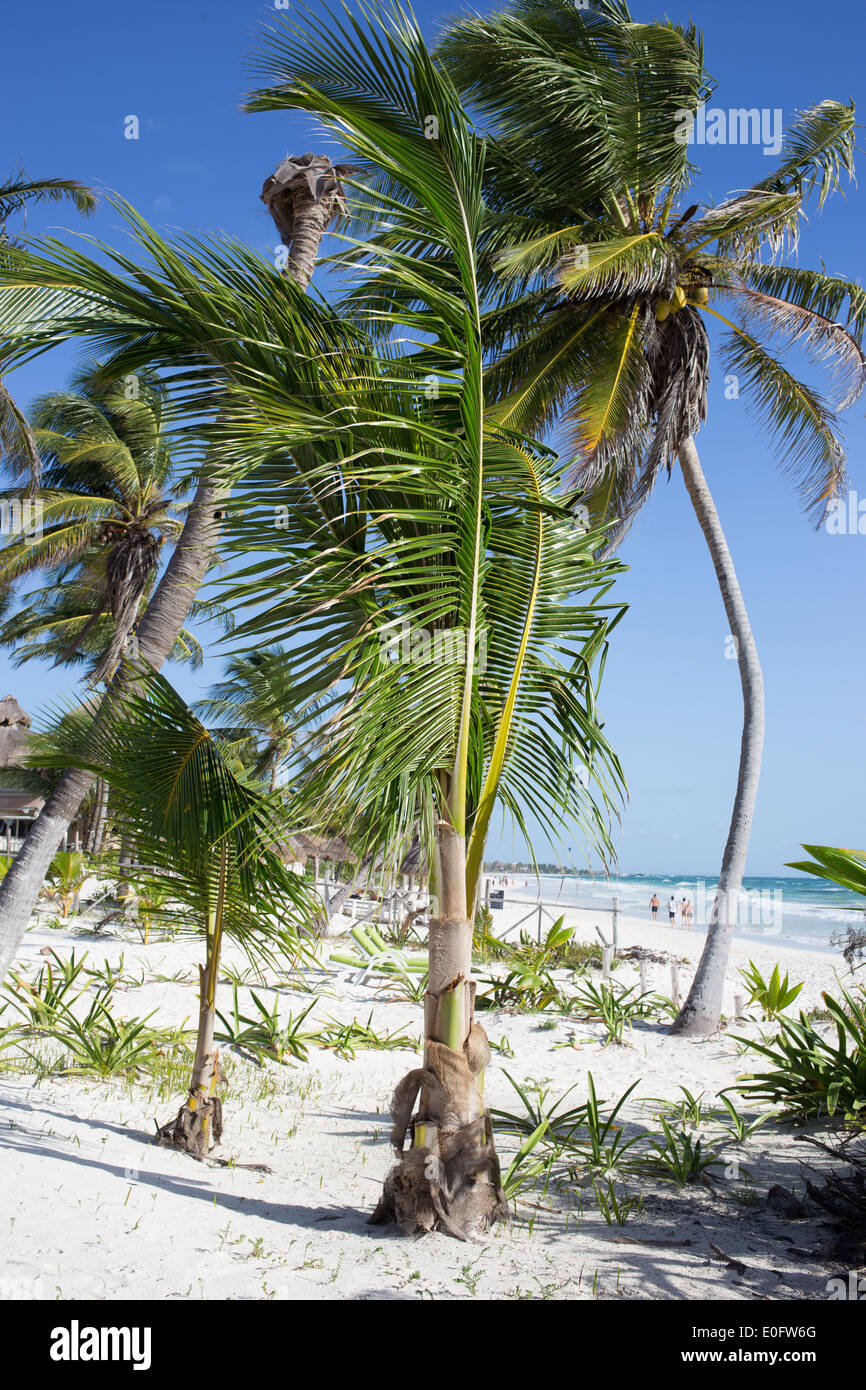 Palmen am Strand von Tulum, Mexiko wehen sanft im Wind gegen ein strahlend blauer Himmel Stockfoto