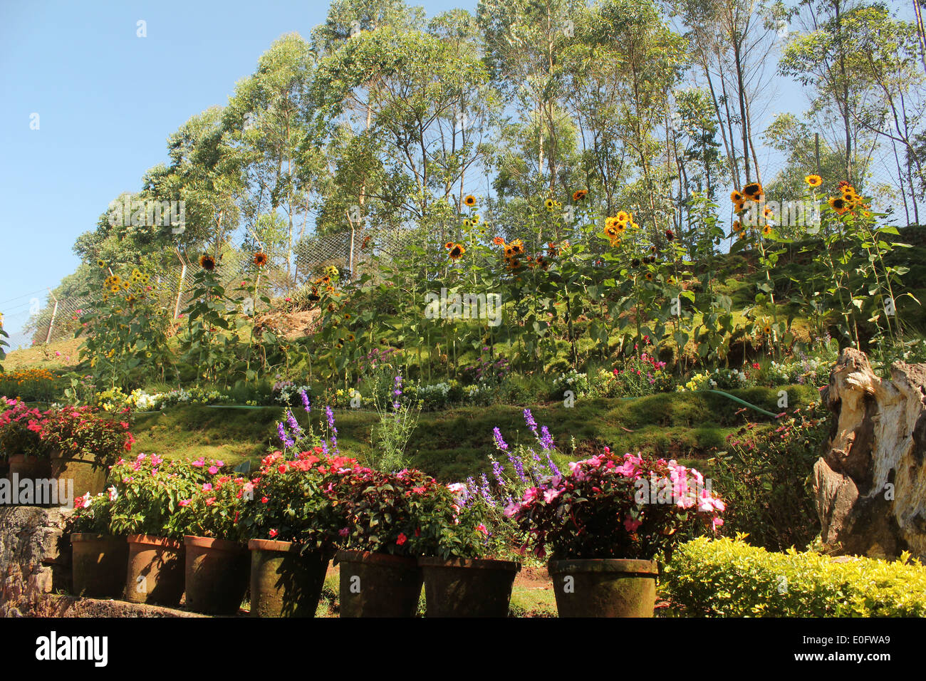 Malerischer Gartenweg umgeben von üppigem Grün, farbenfrohen Blumen und einer wunderschön gepflegten Landschaft unter einem hellblauen Himmel. Stockfoto