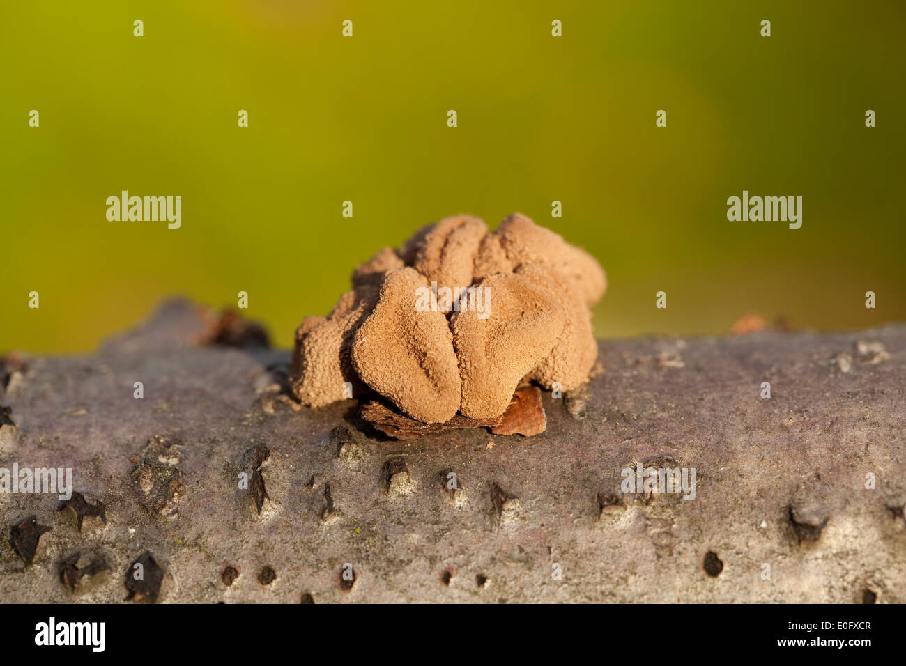 gelbe nicht essbaren Pilz am Stamm Baum Stockfoto