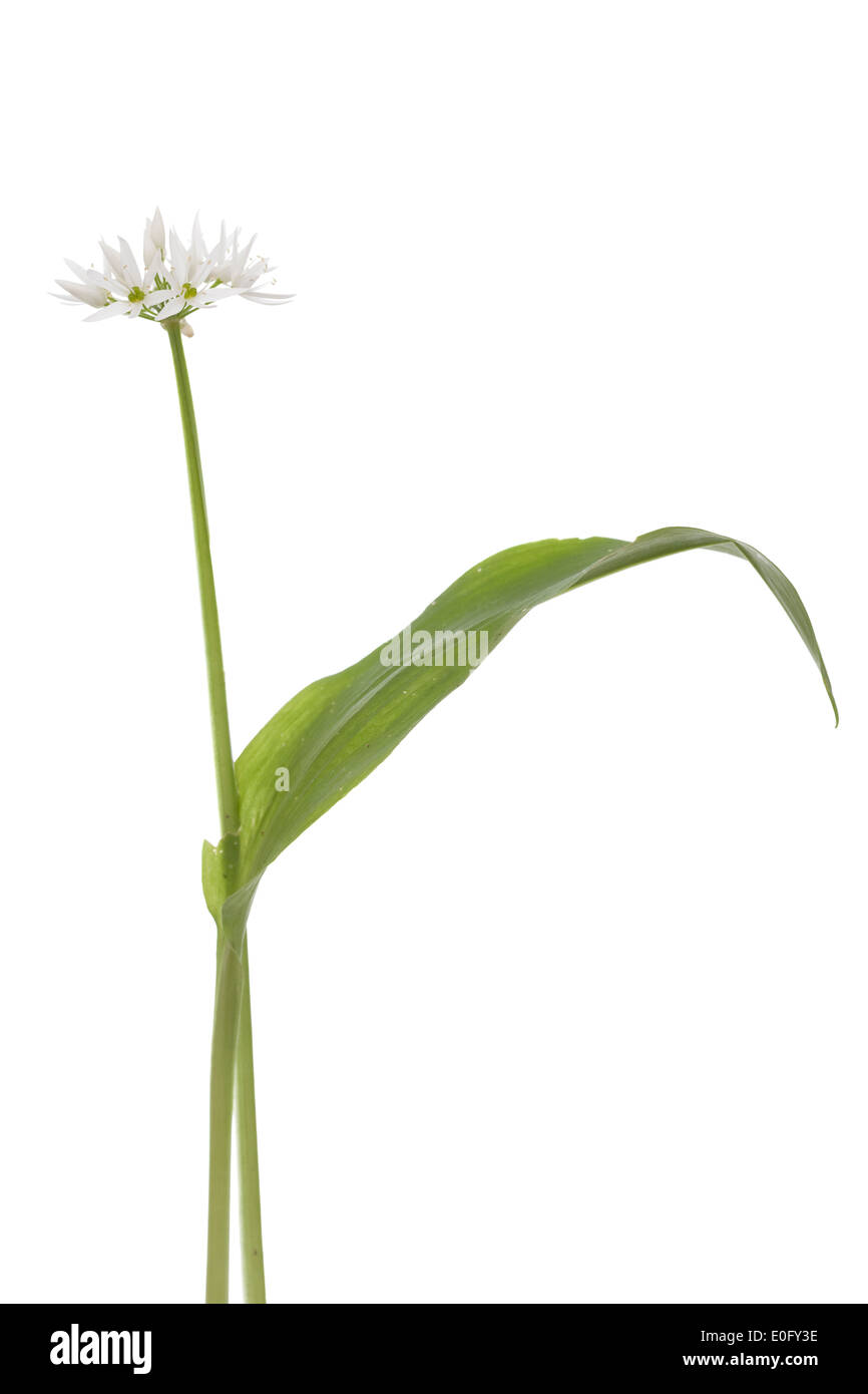 einzelne Blume und Blatt von Knoblauch auf weiß Stockfoto