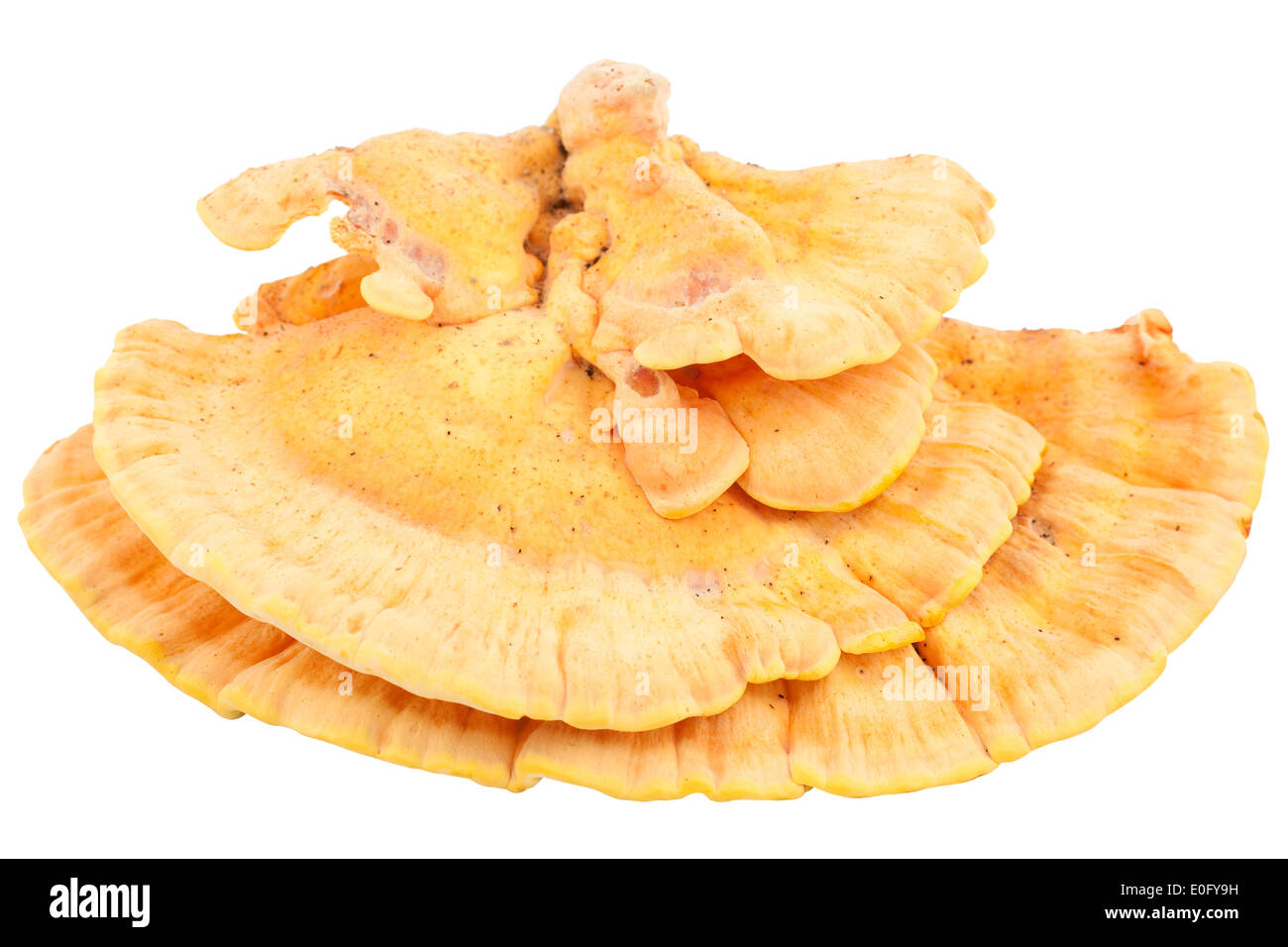 Speisepilz (Laetiporus Sulphureus) auf weißem Hintergrund Stockfoto