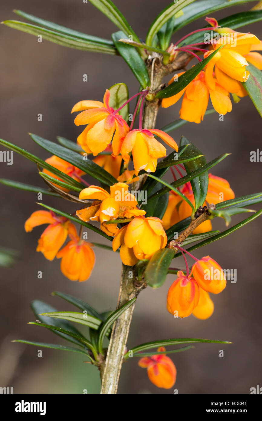Frühlingsblumen der Berberitze, Berberis Trigona 'Orange King' Stockfoto