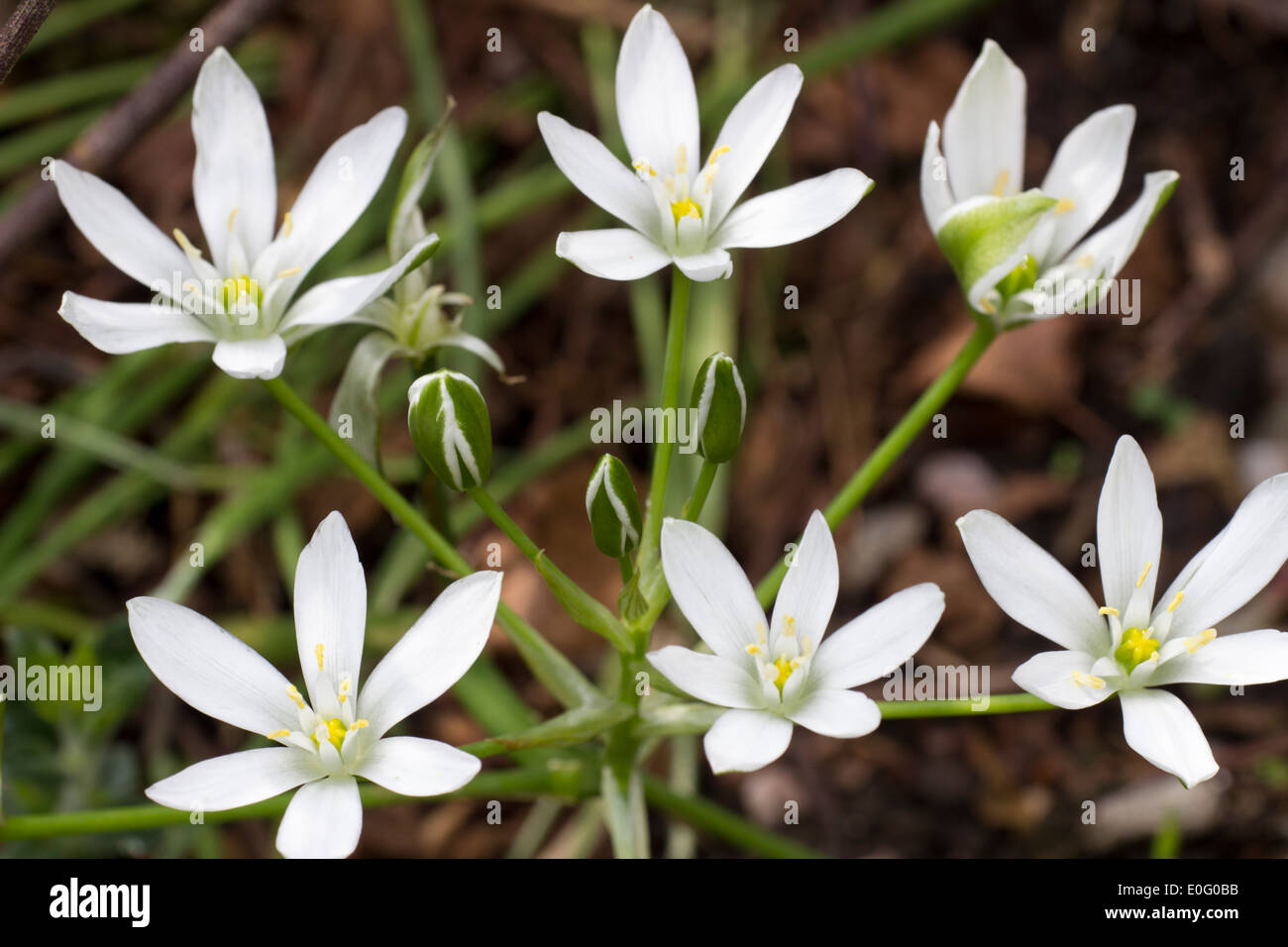 Blumen des Frühlings Blüte Star of Bethlehem, Ornithogalum umbellatum Stockfoto