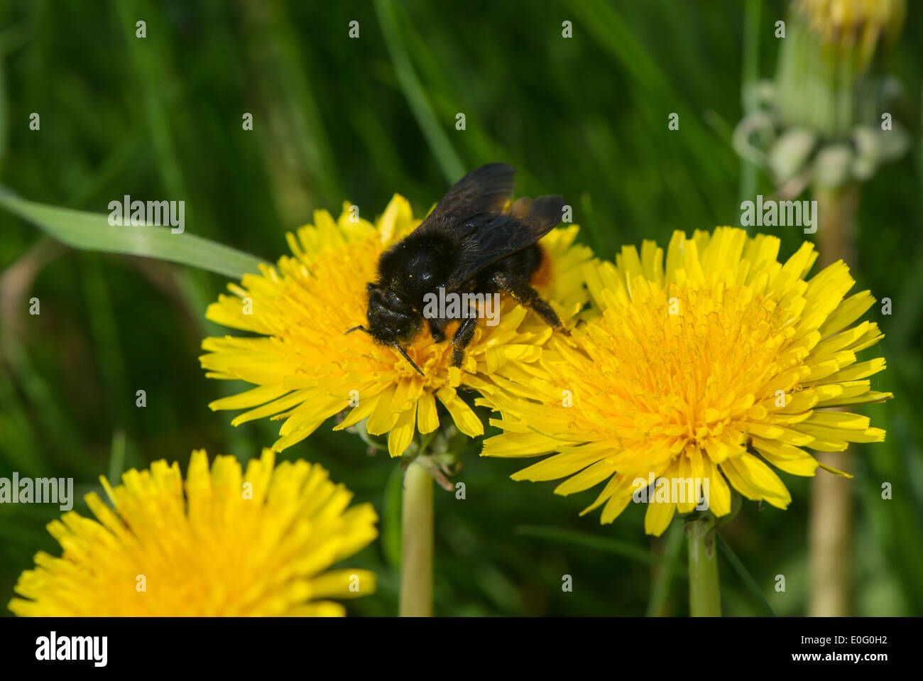 Bumble Bee Pollen von einer Blume Löwenzahn sammeln. Stockfoto
