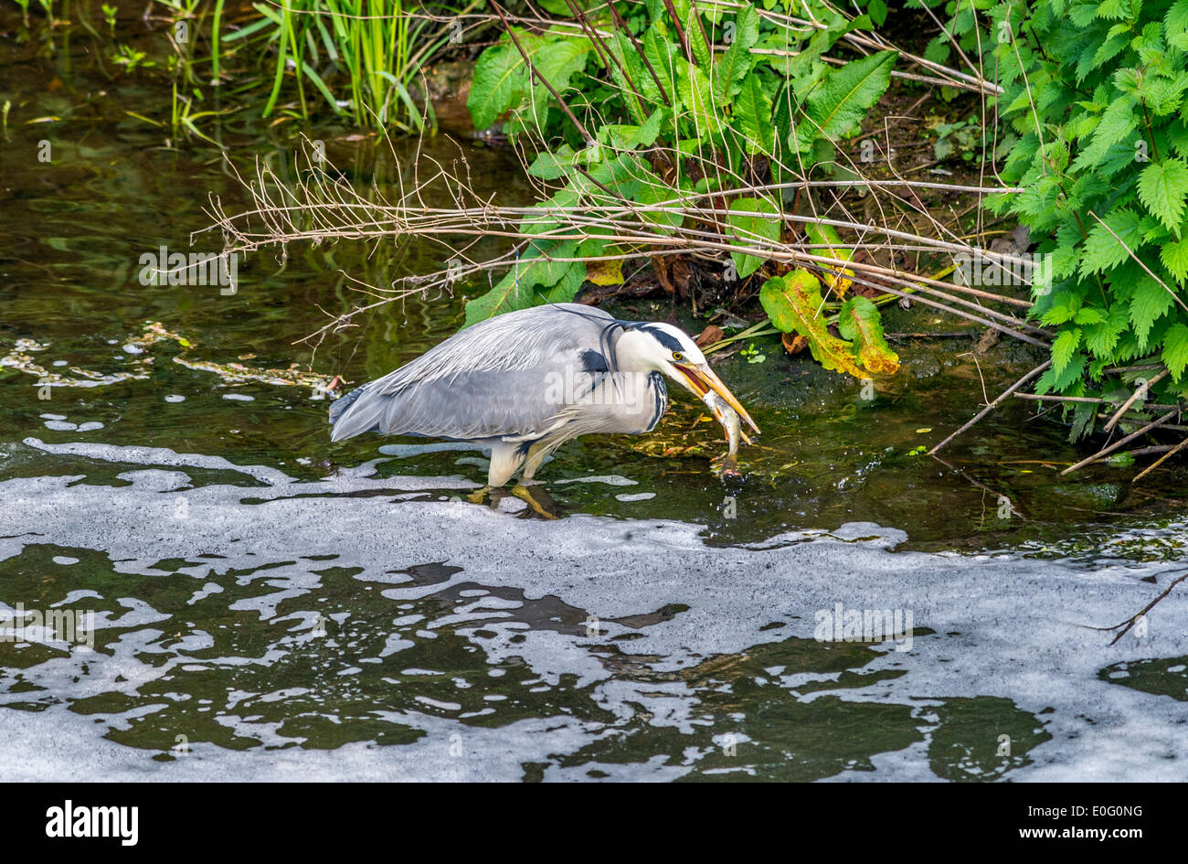 Großen Graureiher stehend in einem seichten Teich oder See Essen und