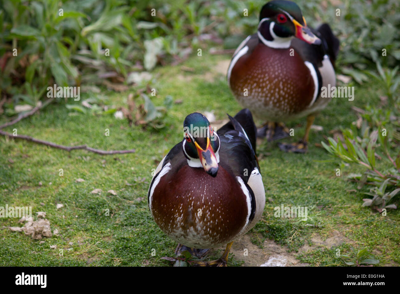 Zwei Mandarin Enten von grüner Vegetation Stockfoto