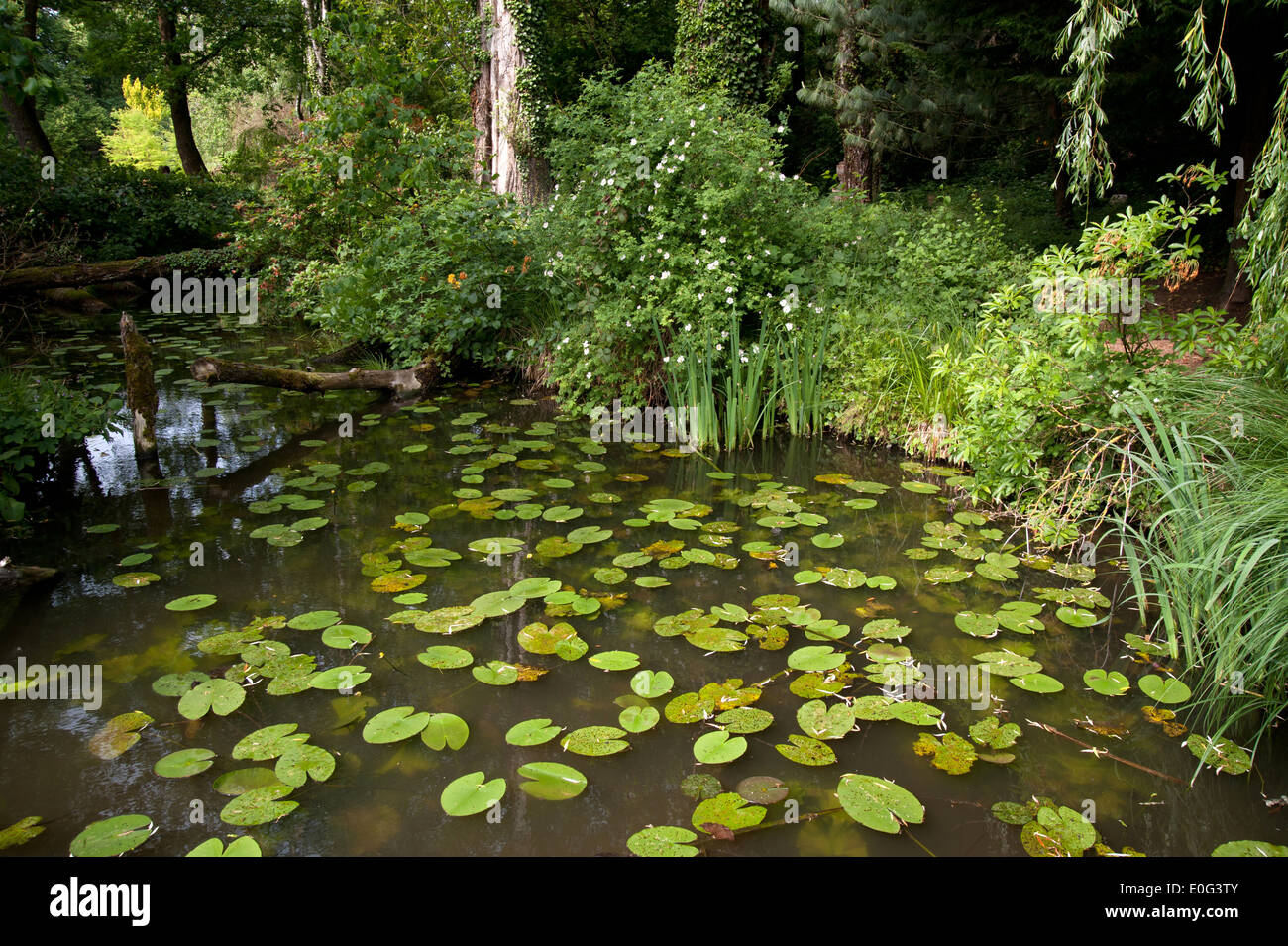 Schlosspark Dennenlohe • Landkreis Ansbach, Bayern, Deutschland, Deutschland Stockfoto