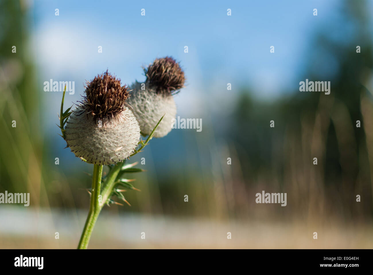 Wollige Distel, hohen Tatra, Slowakei Stockfoto