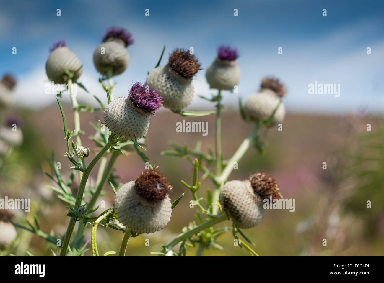 Wollige Disteln, hohen Tatra, Slowakei Stockfoto