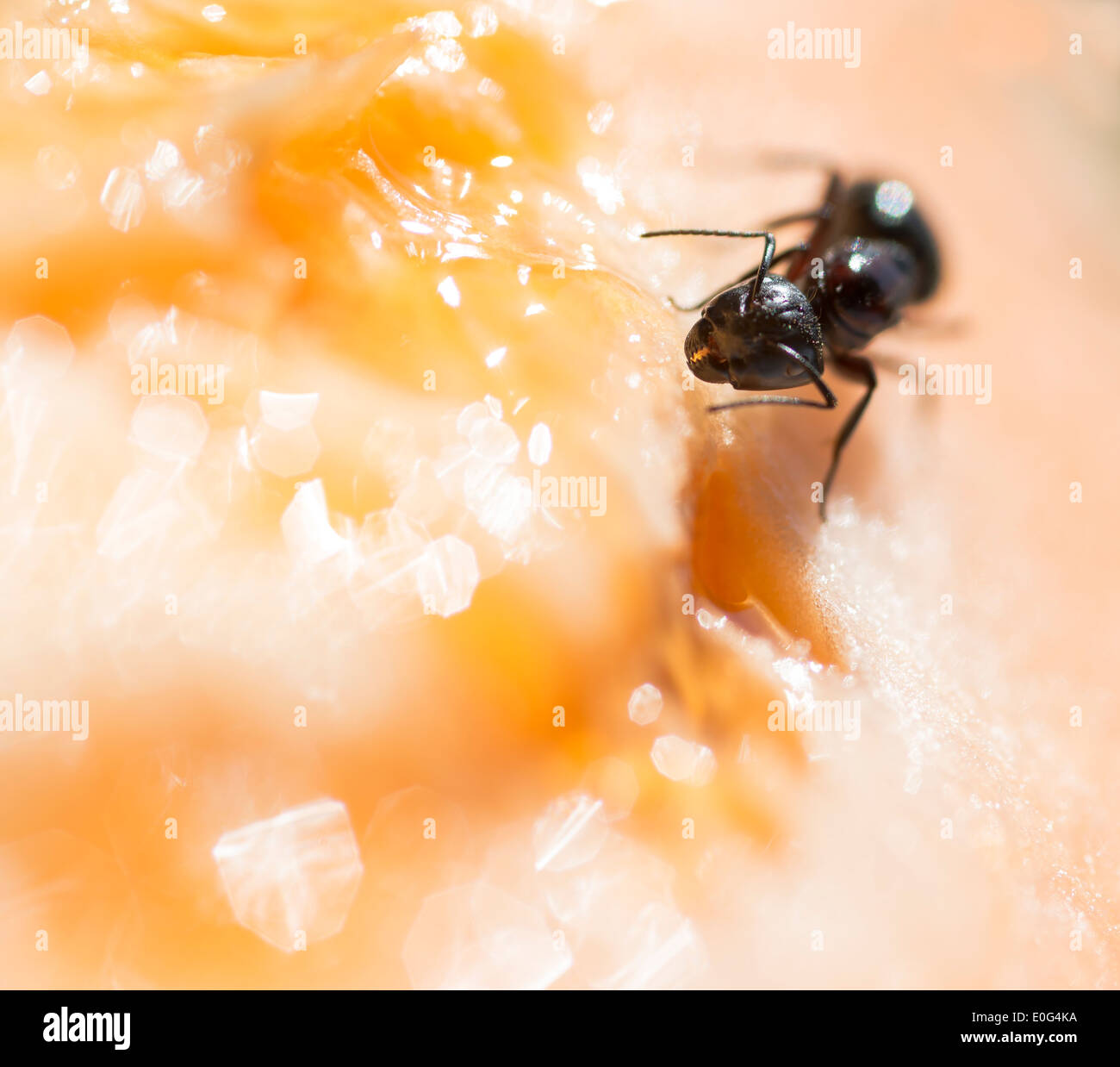 Ameise, die Melone zu essen. Stockfoto