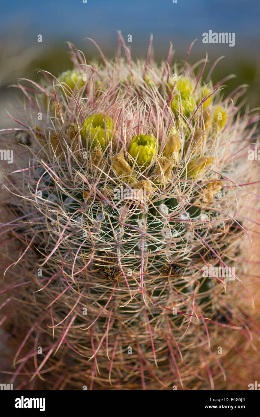 Nahaufnahme eines Fasses Kaktus (Ferocactus Wislizenii) im Anza Borrego State Park, Kalifornien Stockfoto