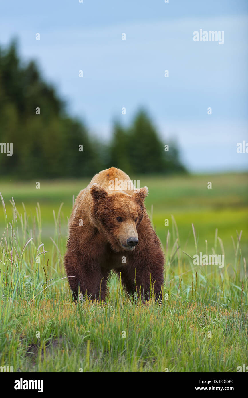 Küsten Braunbär Keiler in küstennahen Lake-Clark-Nationalpark, Alaska Stockfoto