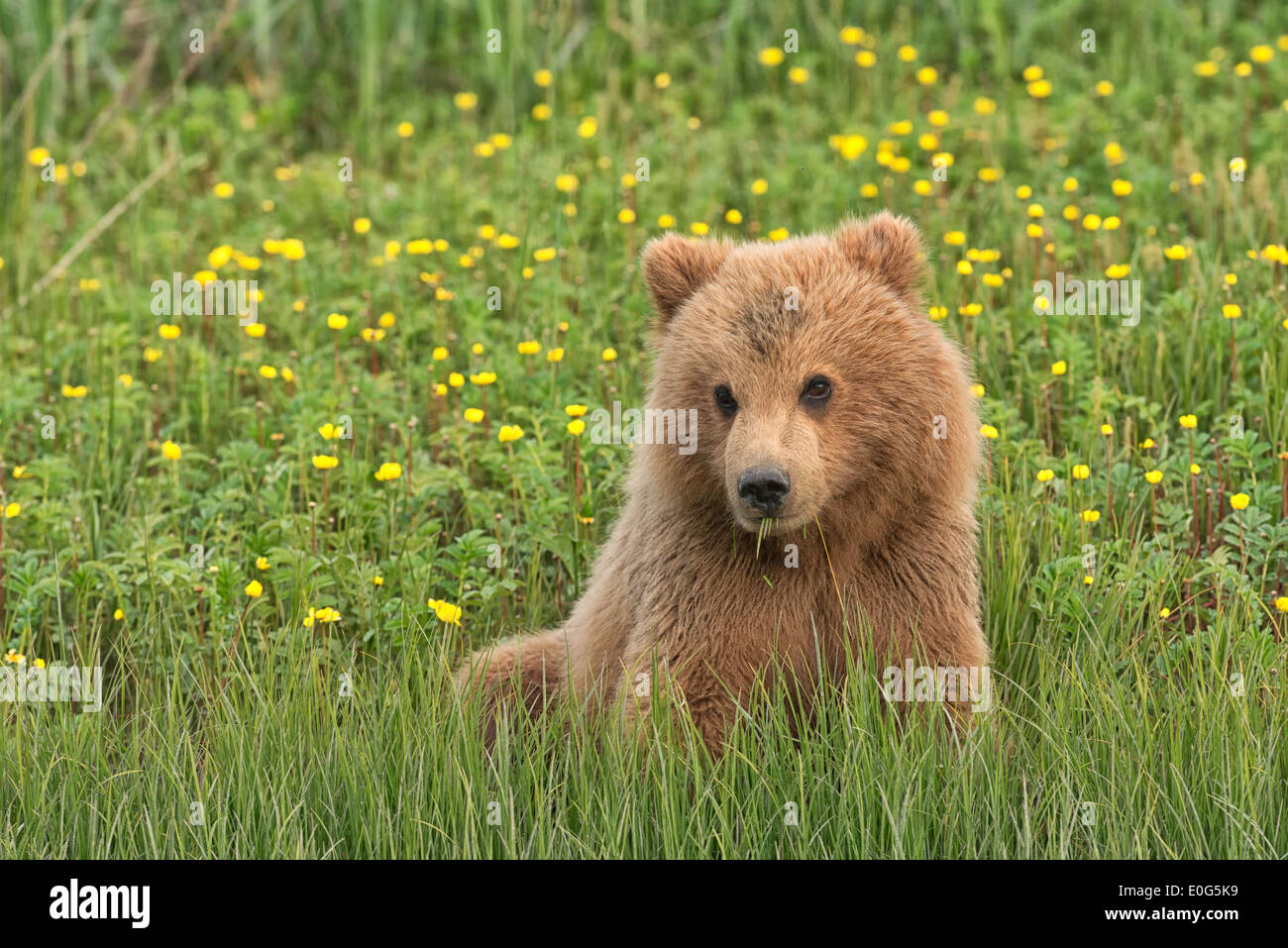 Alaska Brown Bear Cub in Butterblumen Stockfoto