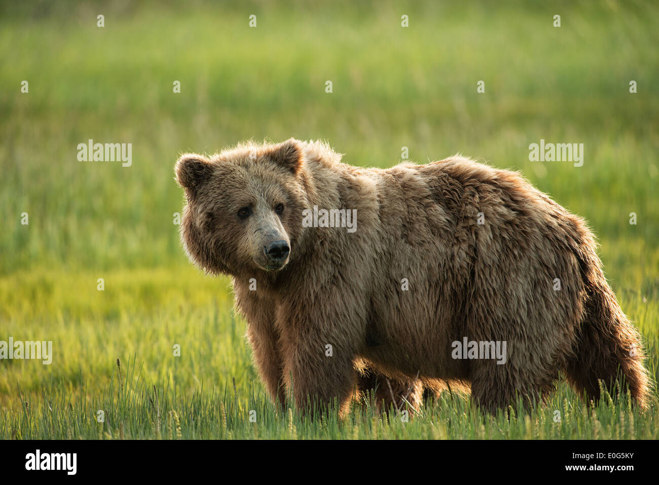 Eine Sau Alaska Braunbär Essen Segge Rasen in Lake-Clark-Nationalpark, Alaska Stockfoto