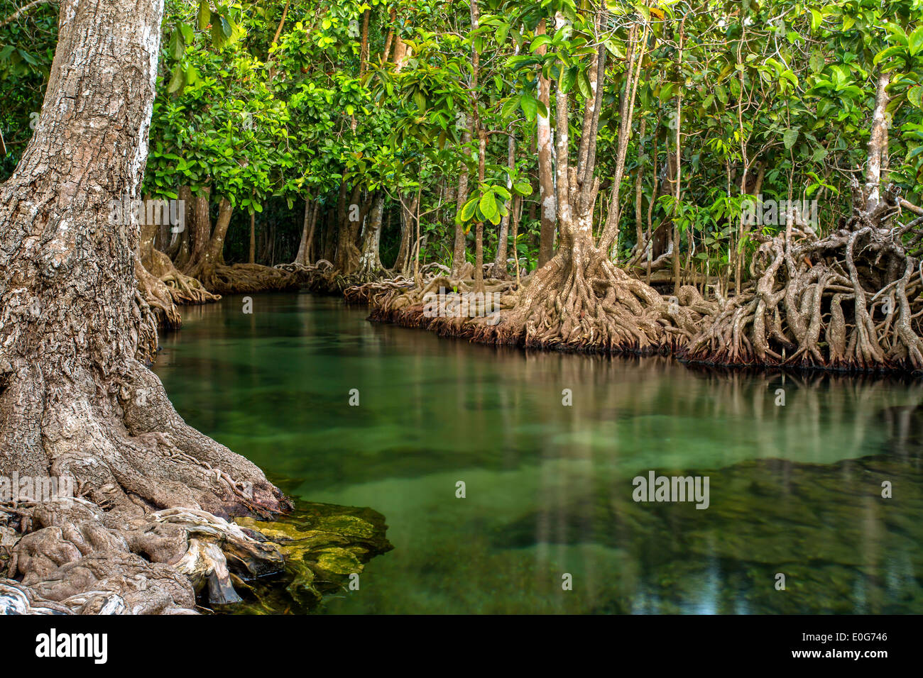 Mangroven entlang der türkisfarbenen Wasser im stream Stockfoto