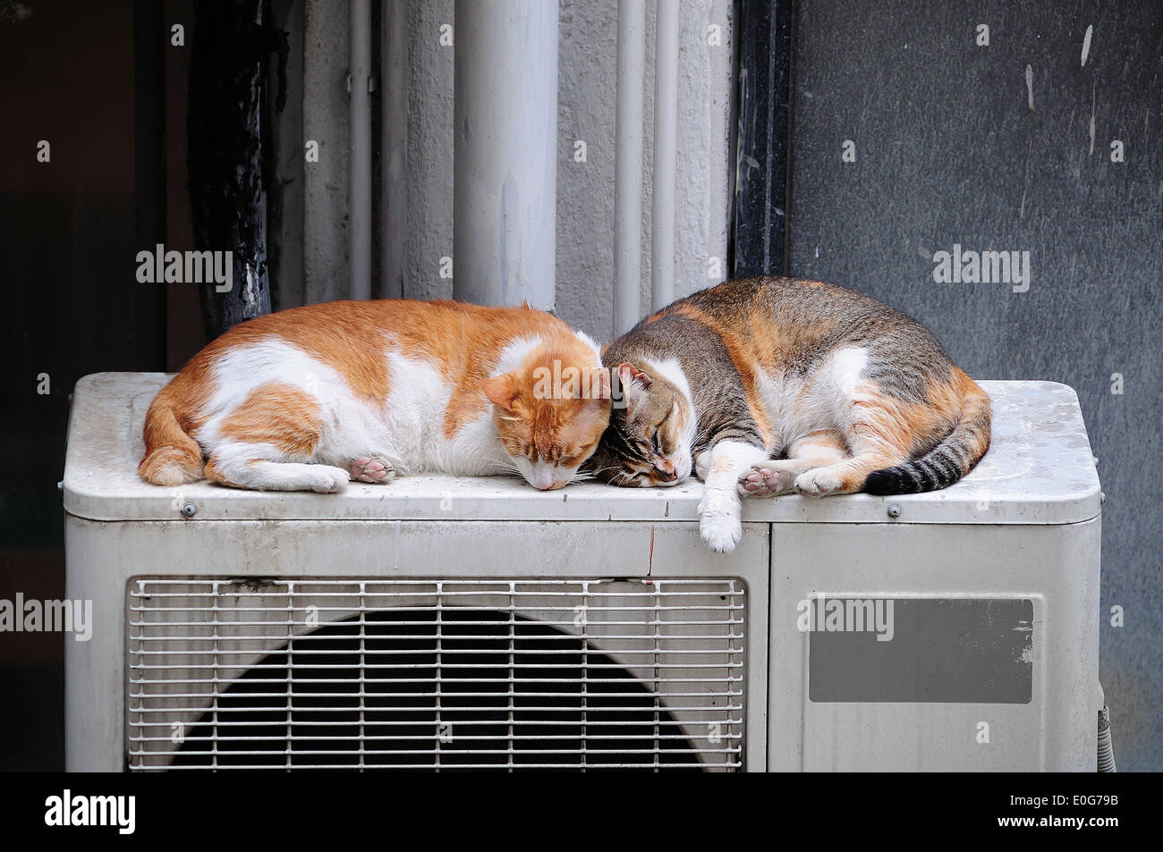 Faule Katze paar schlafend im Freien auf einer Klimaanlage Ventilator, Hong  Kong Stockfotografie - Alamy