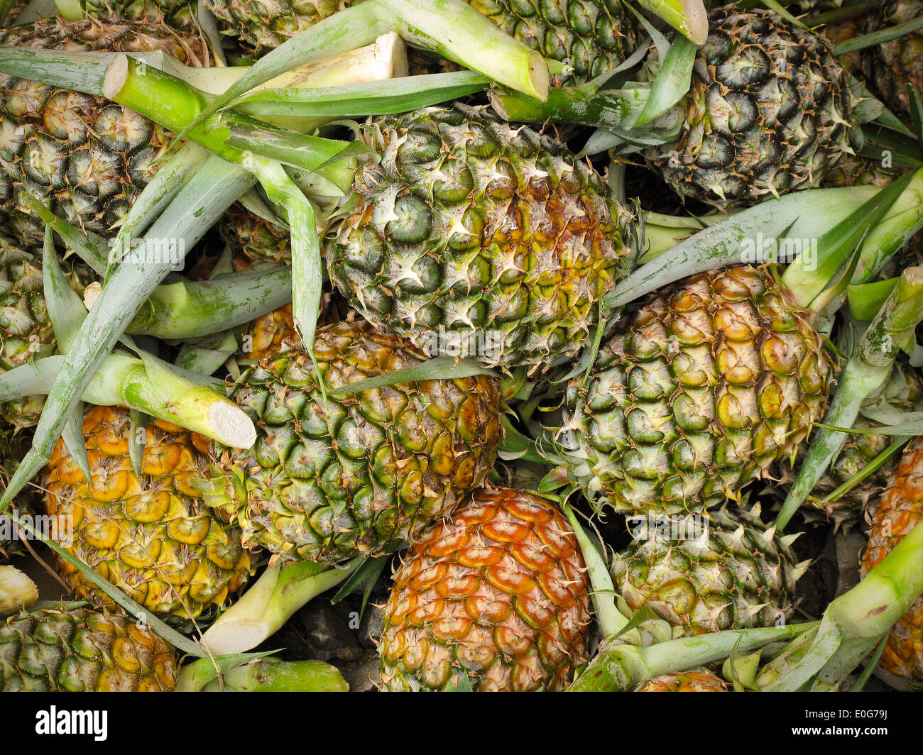Frische Ananas, frisch von der Pflanze geschnitten, auf einem Markt in Borneo Stockfoto