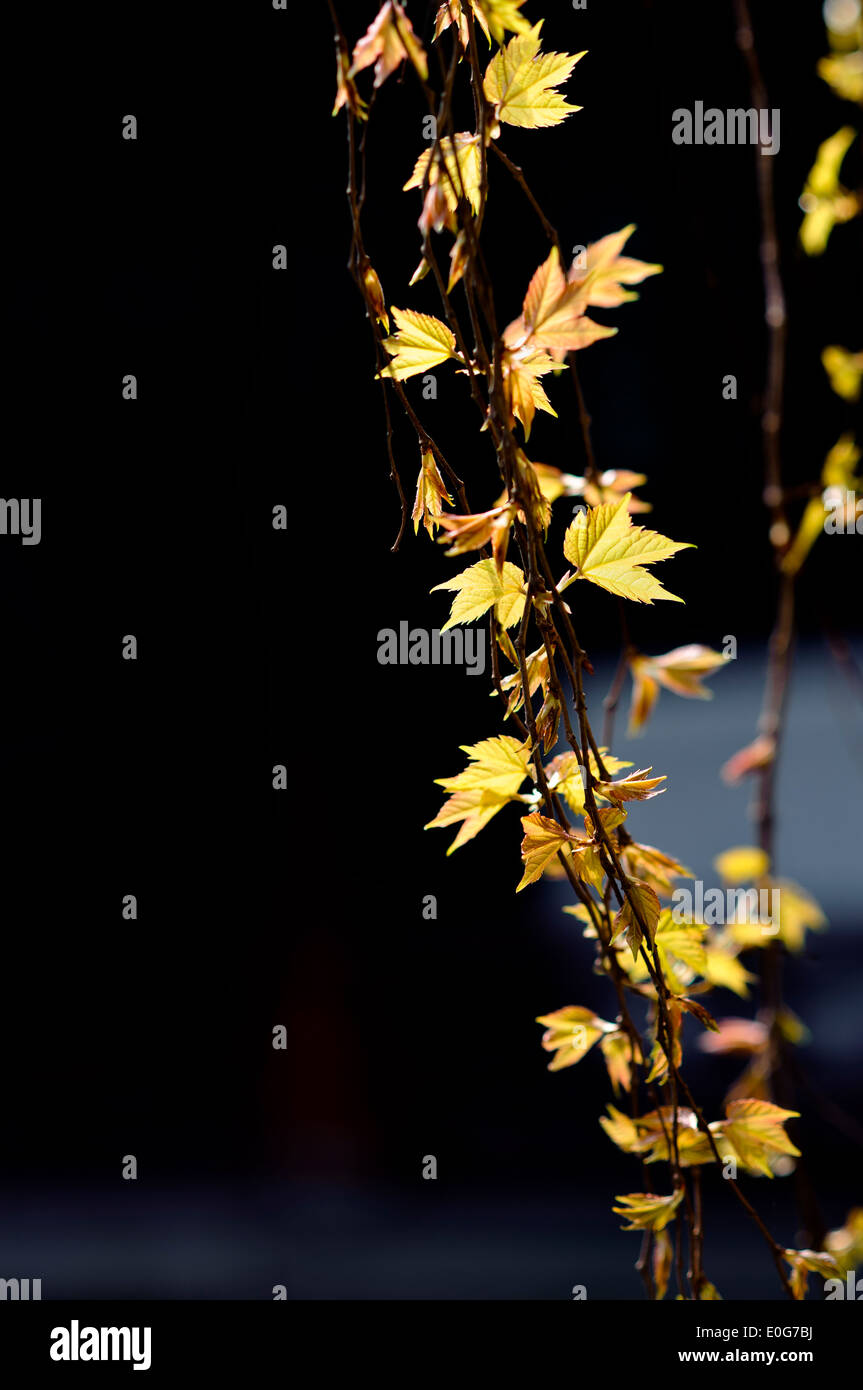 Detail der Baum Rebe und Blätter in traditionellen chinesischen Garten, Suzhou, China Stockfoto