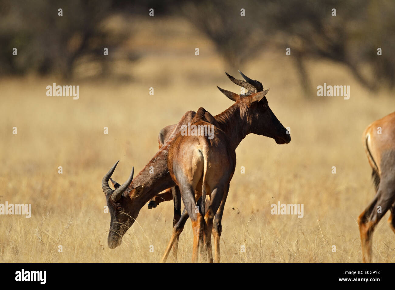 Unter der Leitung von zwei gemeinsamen Kudus (Damaliscus Lunatus SSP Lunatus), Polokwane Wildreservat, Limpopo, Stockfoto