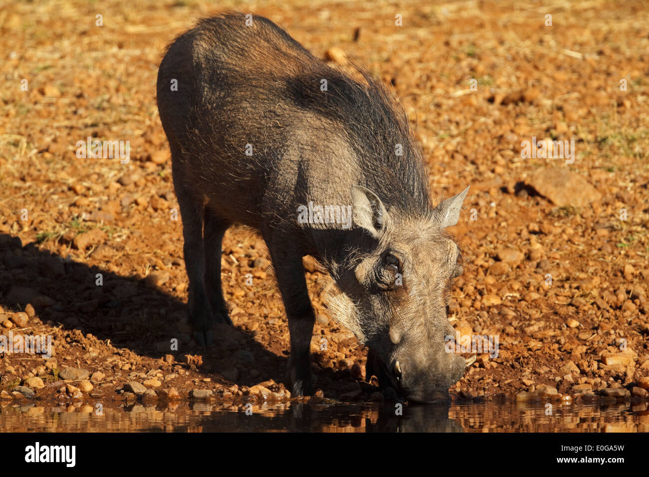 Warzenschwein (Phacochoerus Aethiopicus) an einer Wasserstelle zu trinken. Polokwane Wildreservat, Limpopo, Stockfoto