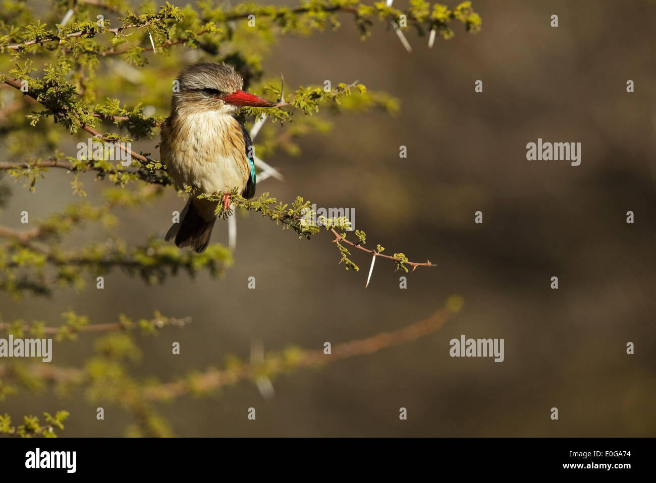 Braun mit Kapuze Kingfisher (Halcyon Albiventris SSP. Vociferans) thront auf einem Baum. Polokwane Wildreservat, Limpopo, Stockfoto