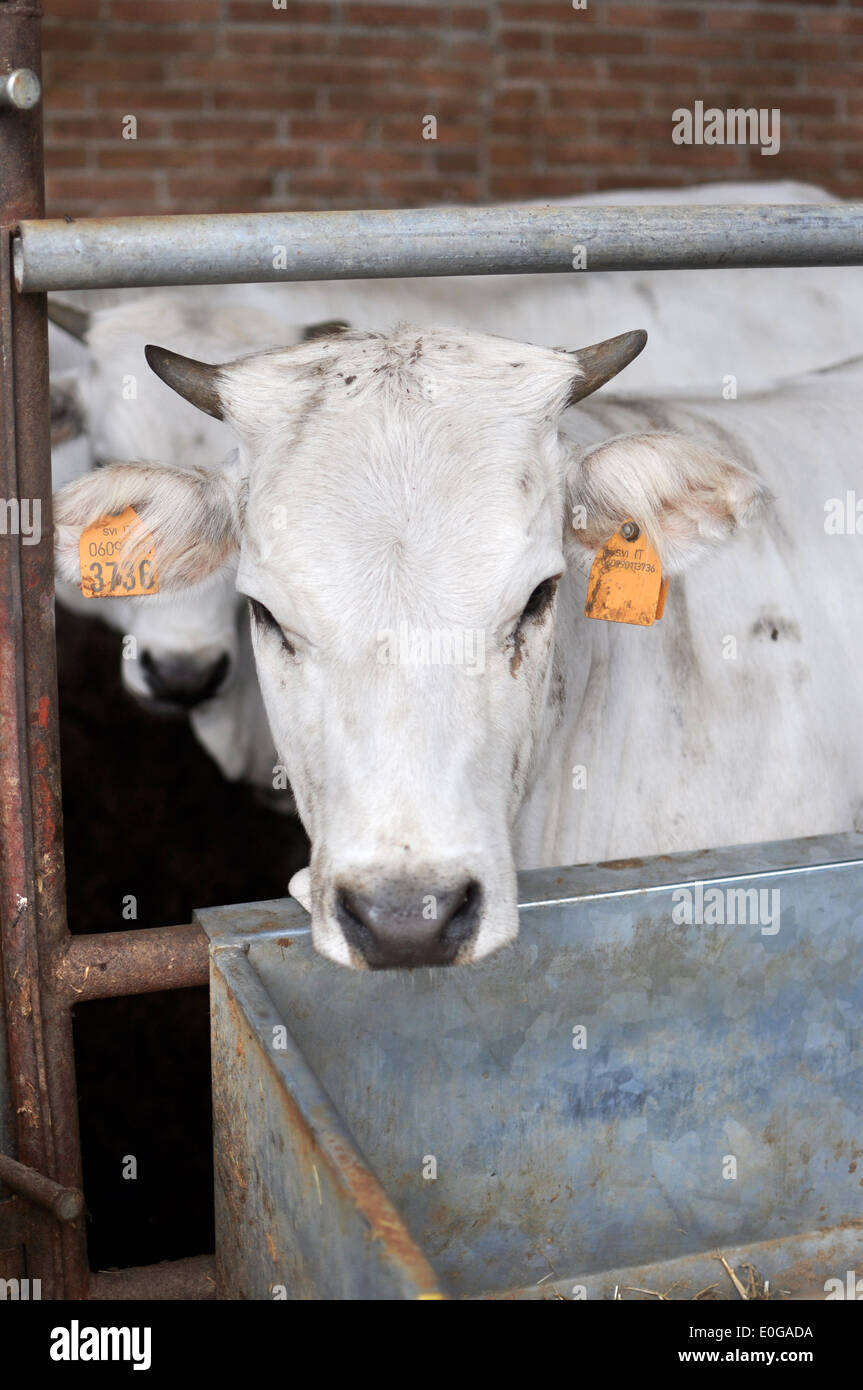 Kuh im Stall Stockfoto