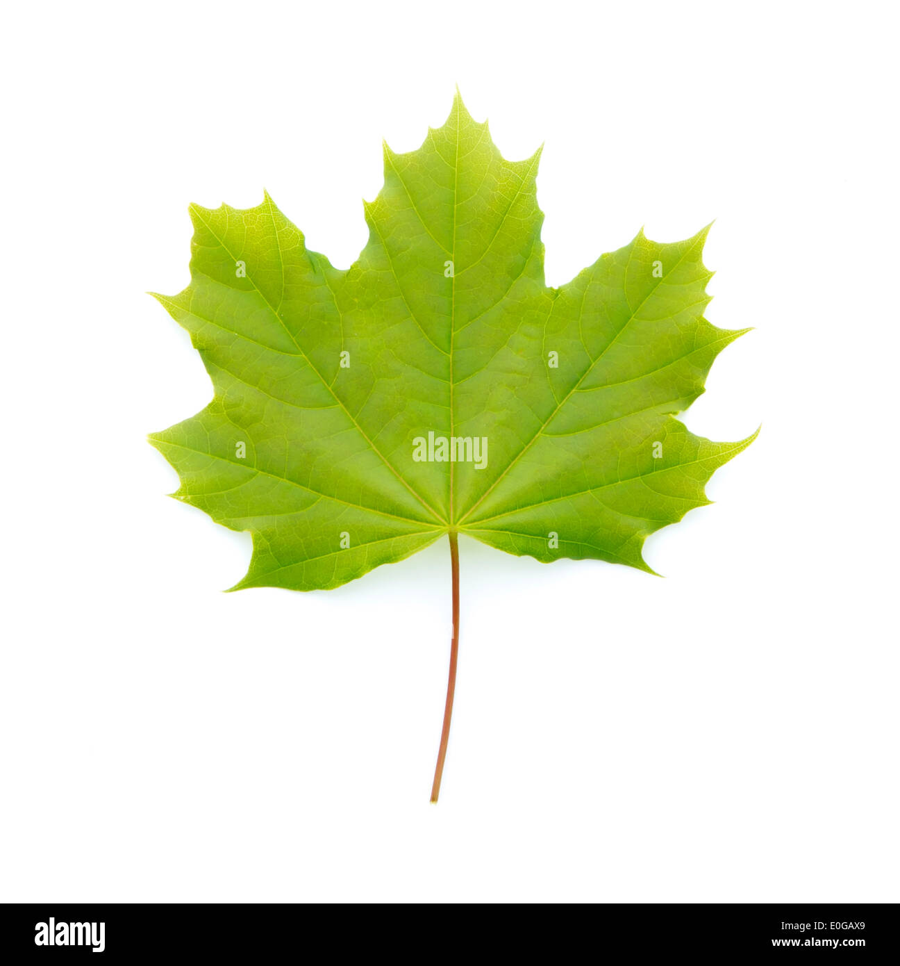 junge grüne Ahorn Baum Blatt isoliert auf weißem Hintergrund Stockfoto