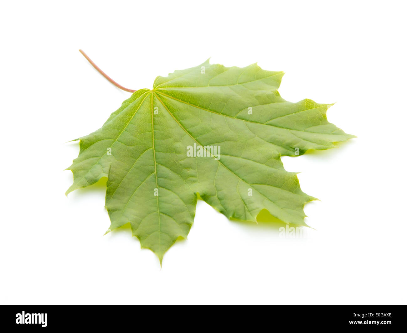 junge grüne Ahorn Baum Blatt isoliert auf weißem Hintergrund Stockfoto