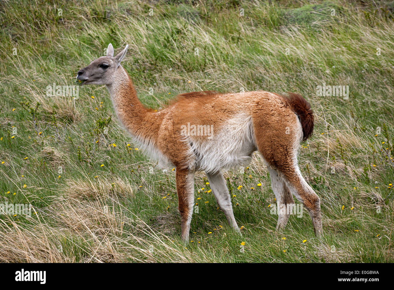 Wilden Guanako (Lama Guanicoe). Torres del Paine Nationalpark. Patagonien. Chile Stockfoto