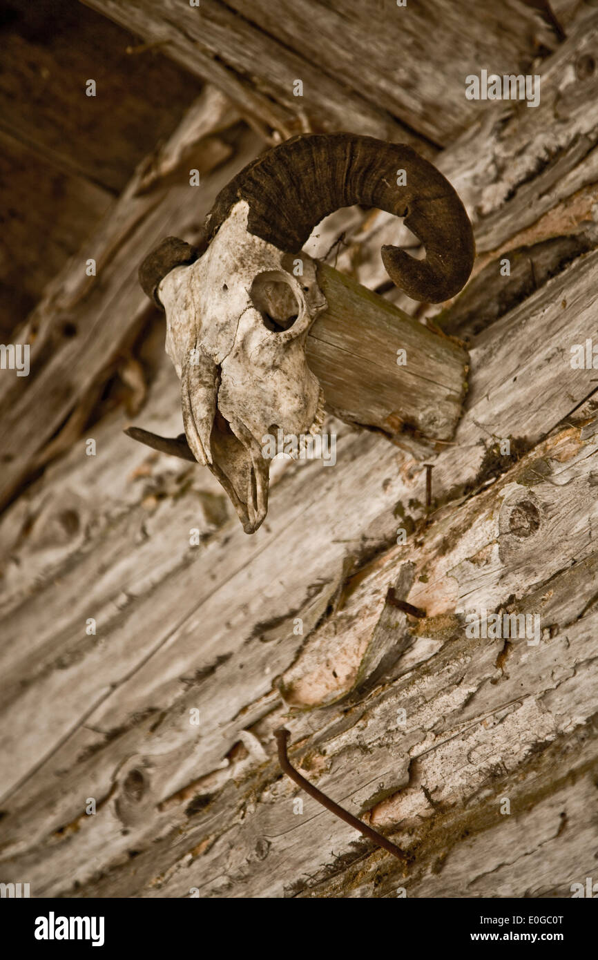 Widder Schädel an Wand Stockfoto