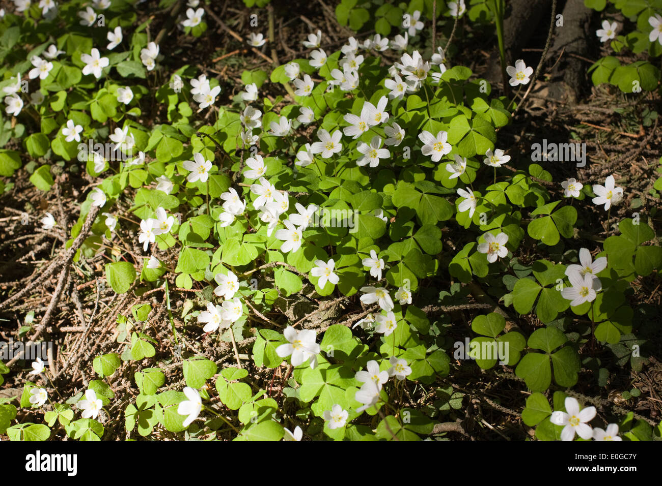 Oxalis Blumen unter Sonnenlicht im Wald Stockfoto