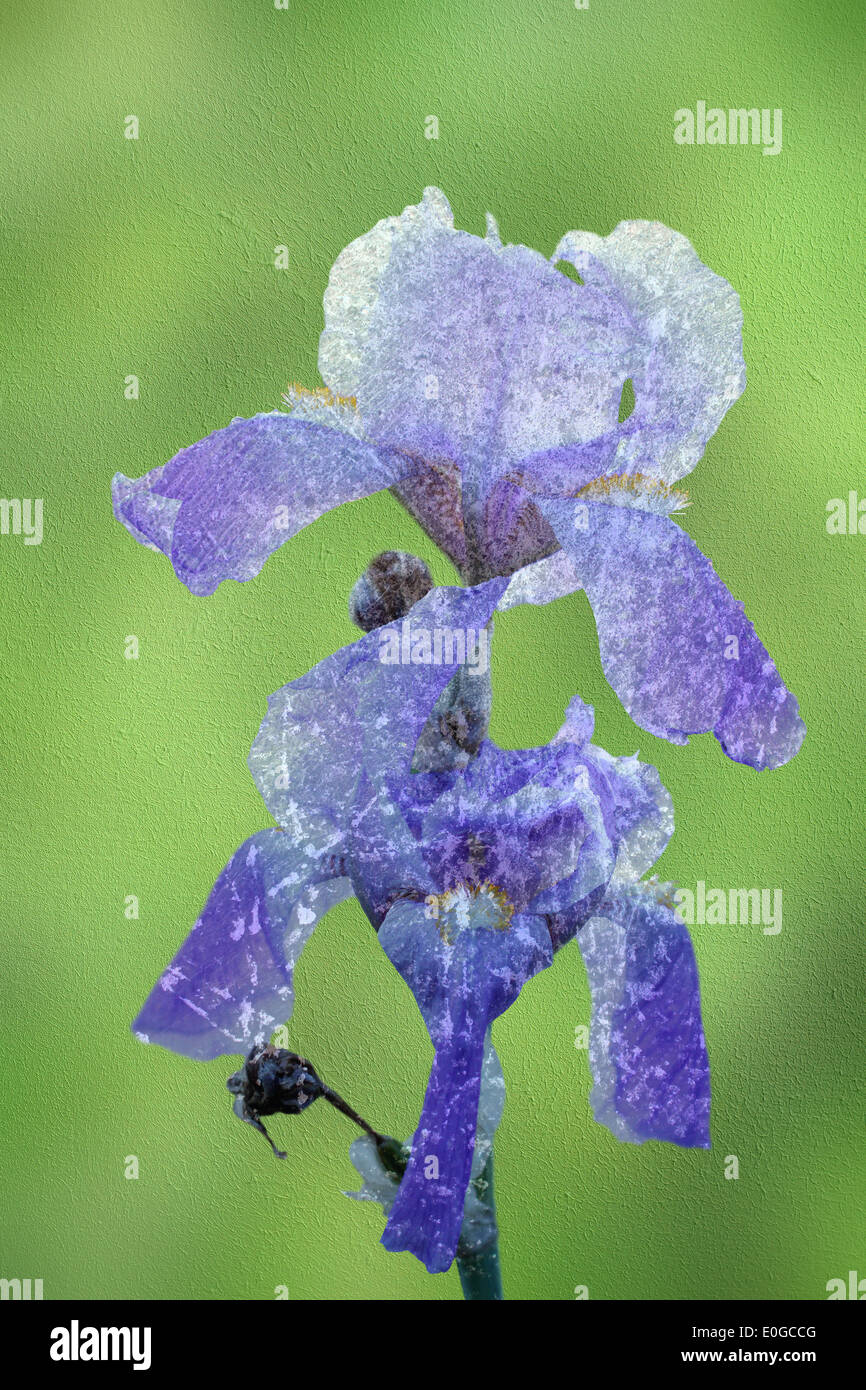 blaue Iris abstrakte Ansicht, distressed Schicht über das Bild Stockfoto