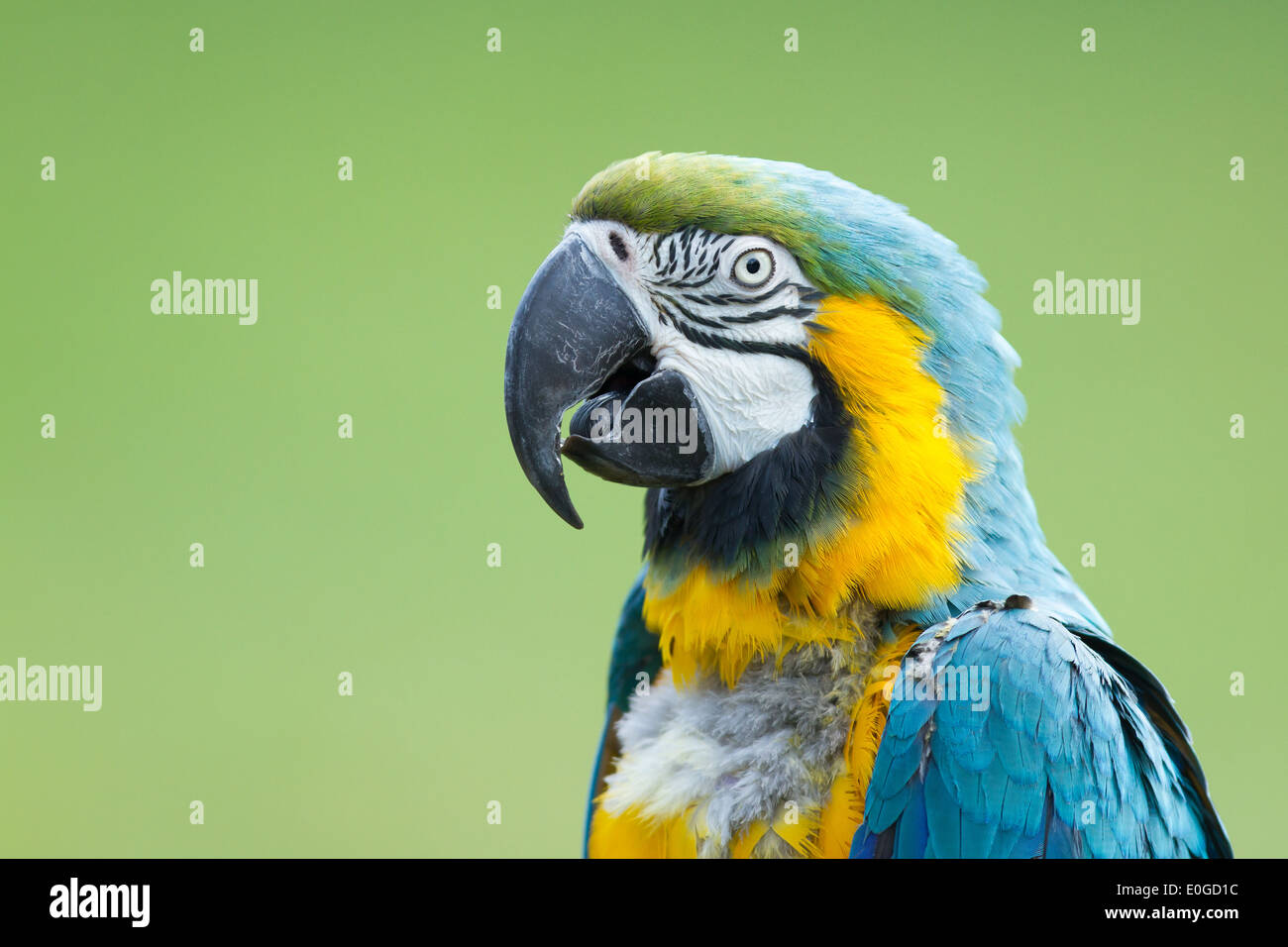 Nahaufnahme von einem Ara-Papagei in der Natur Stockfoto