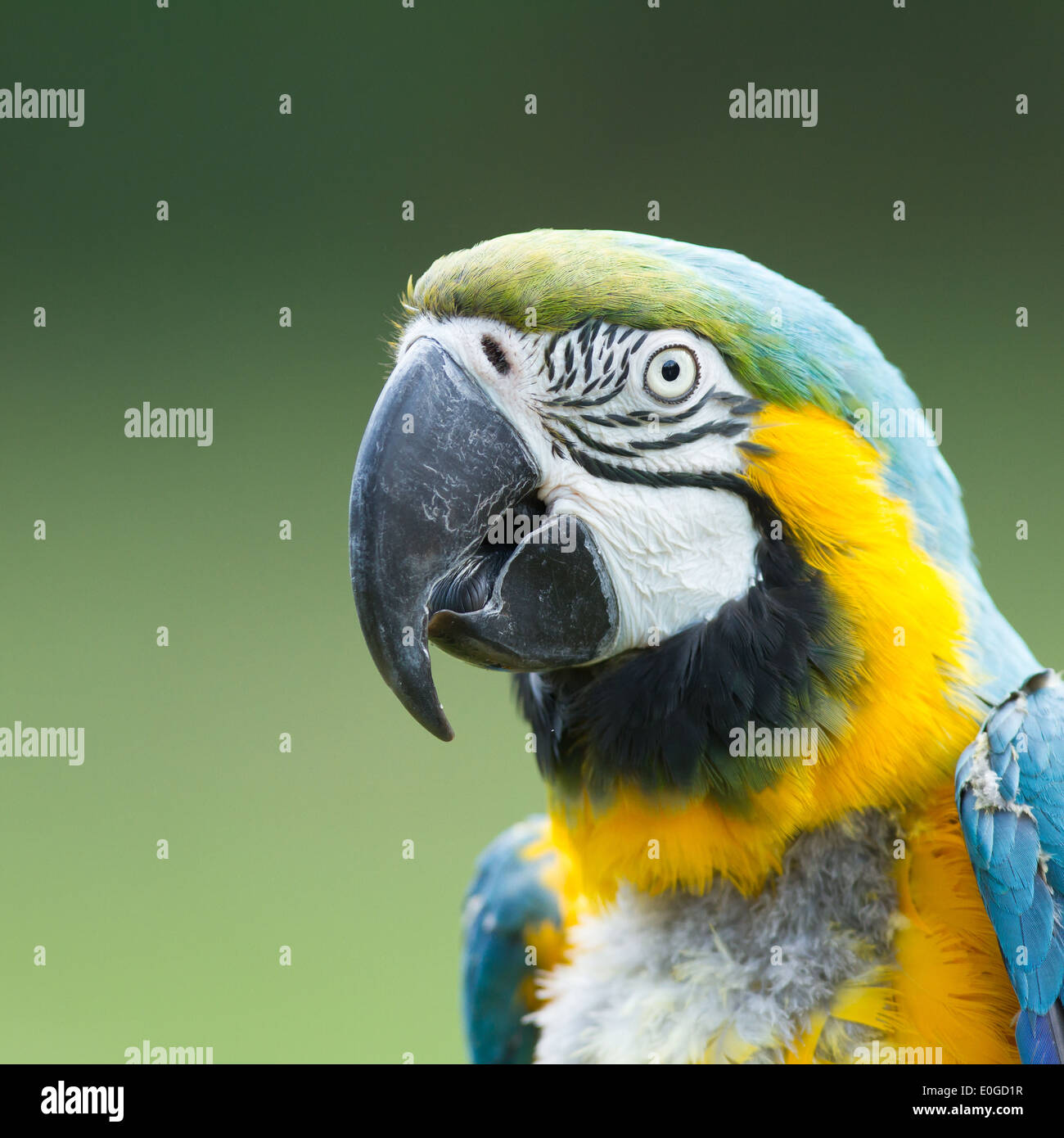 Nahaufnahme von einem Ara-Papagei in der Natur Stockfoto
