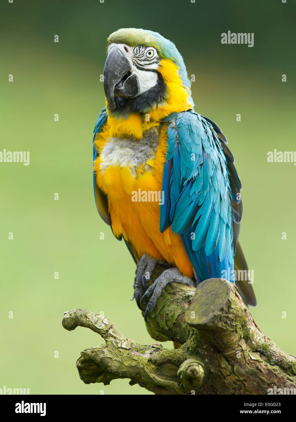 Nahaufnahme von einem Ara-Papagei in der Natur Stockfoto