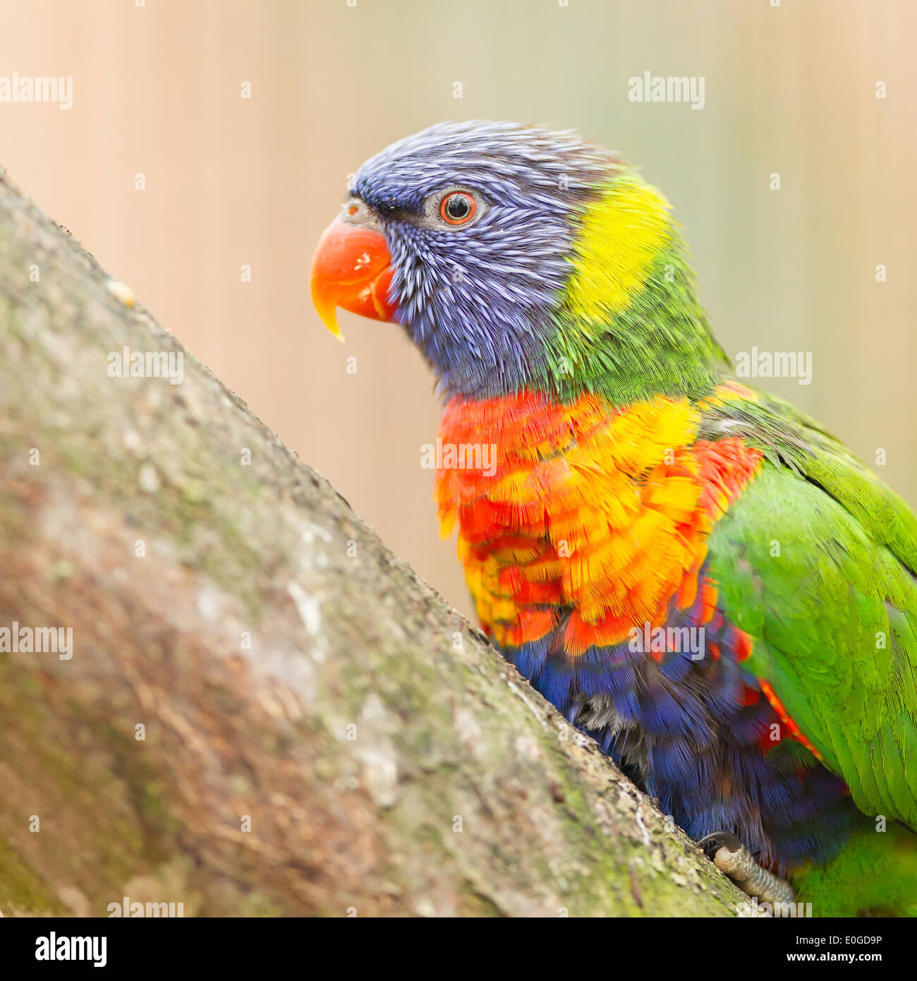Australische Allfarblori sitzen auf einem Baum Stockfoto