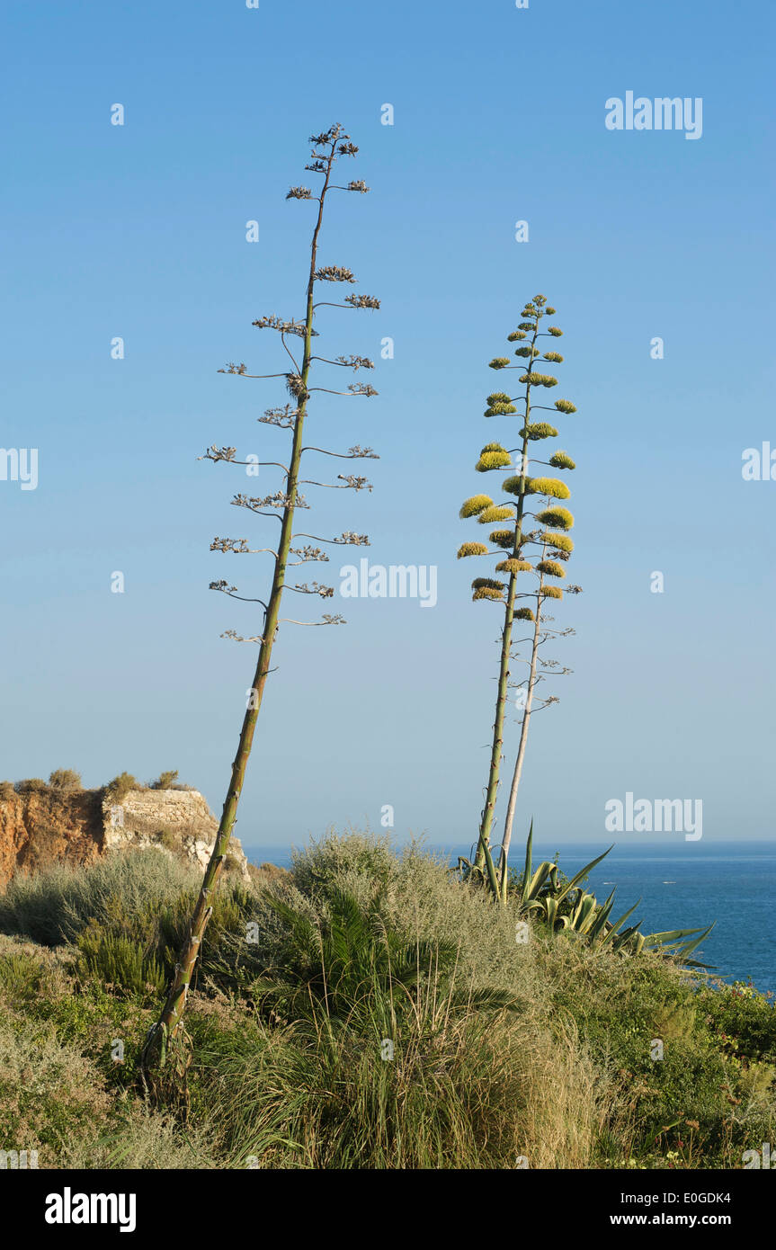 Blühende Agaven in Praia da Rocha, Portimao, Algarve, Portugal, Europa Stockfoto