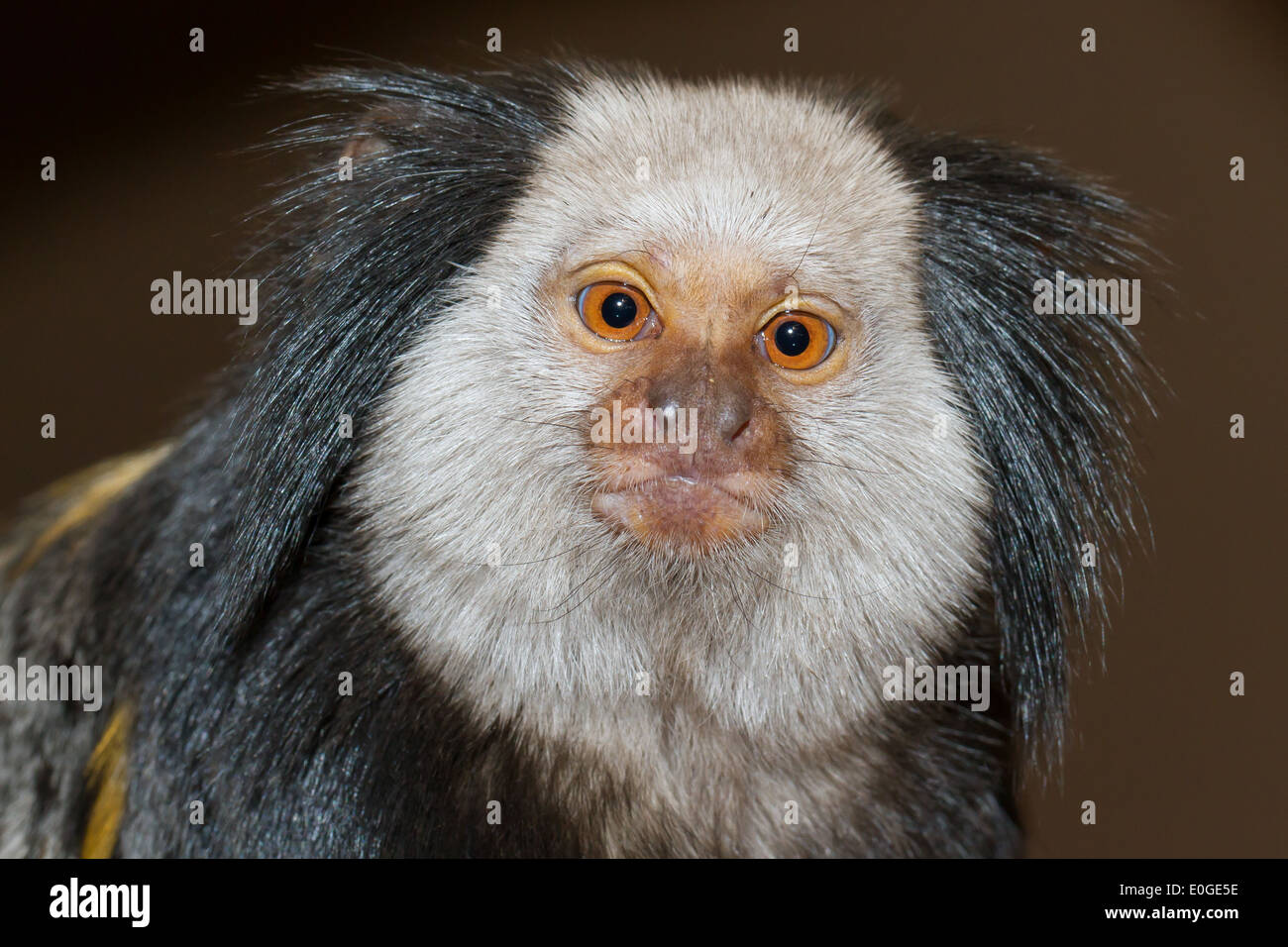 Vier Geoffroy Tufted-Schmuckschildkröte Marmoset in einem niederländischen zoo Stockfoto